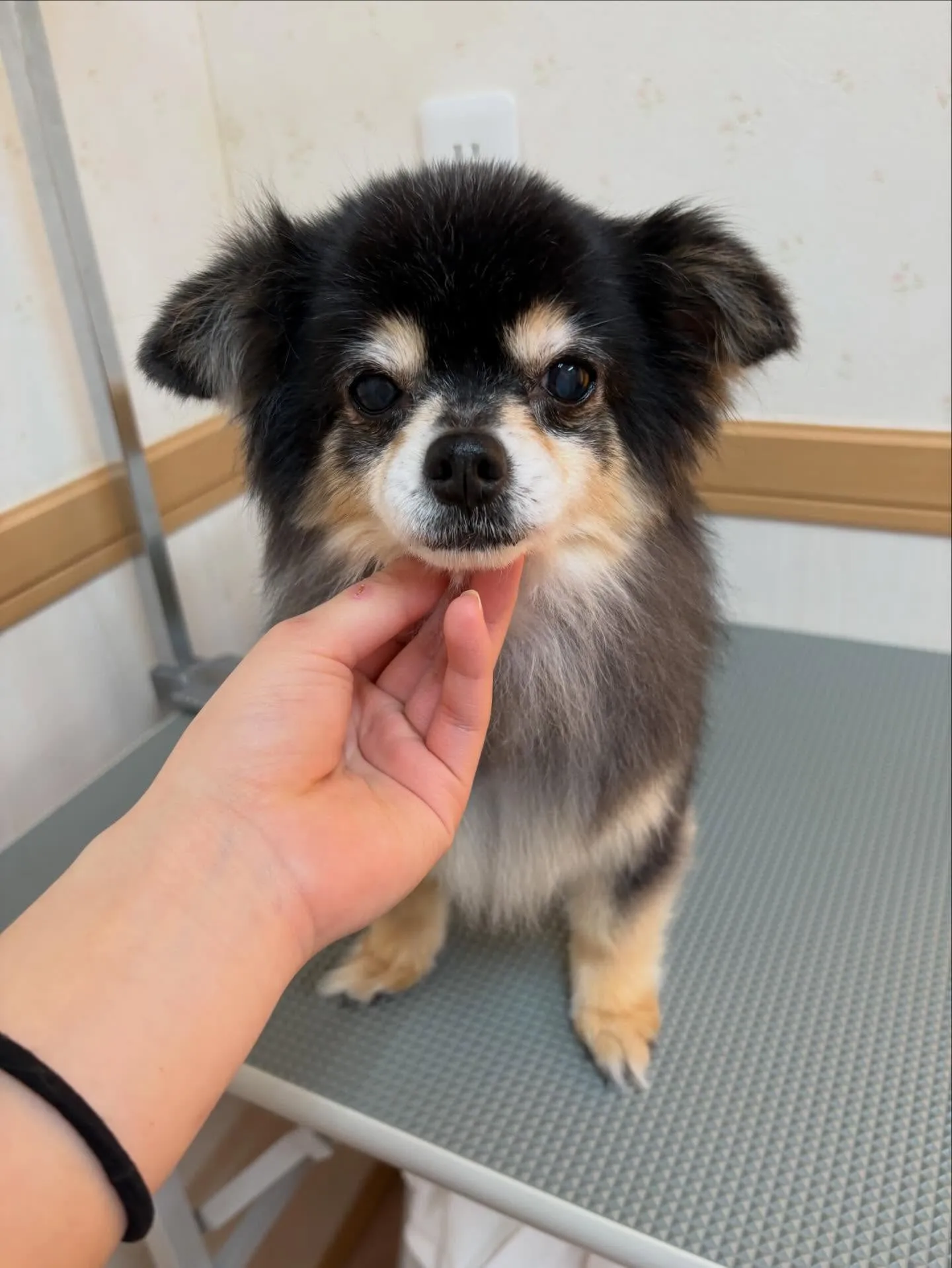 犬のトリミング✂️