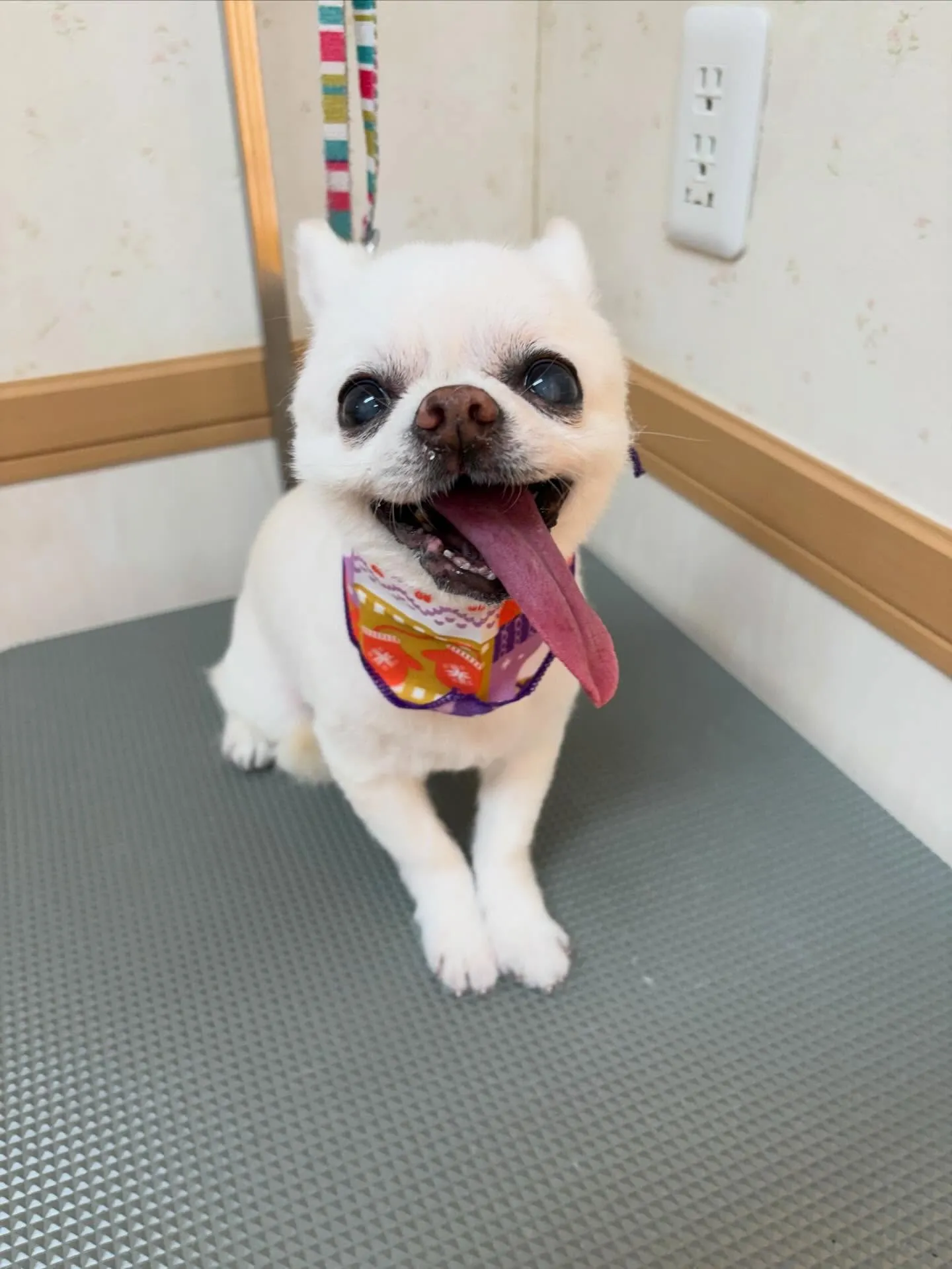 犬のトリミング✂️