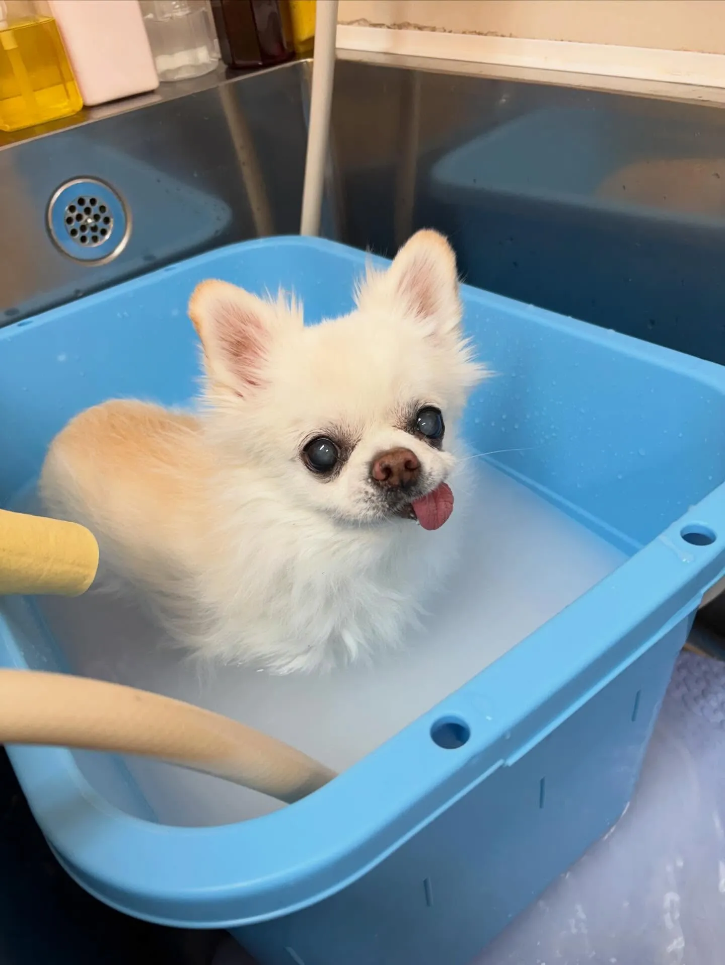 犬のトリミング✂️