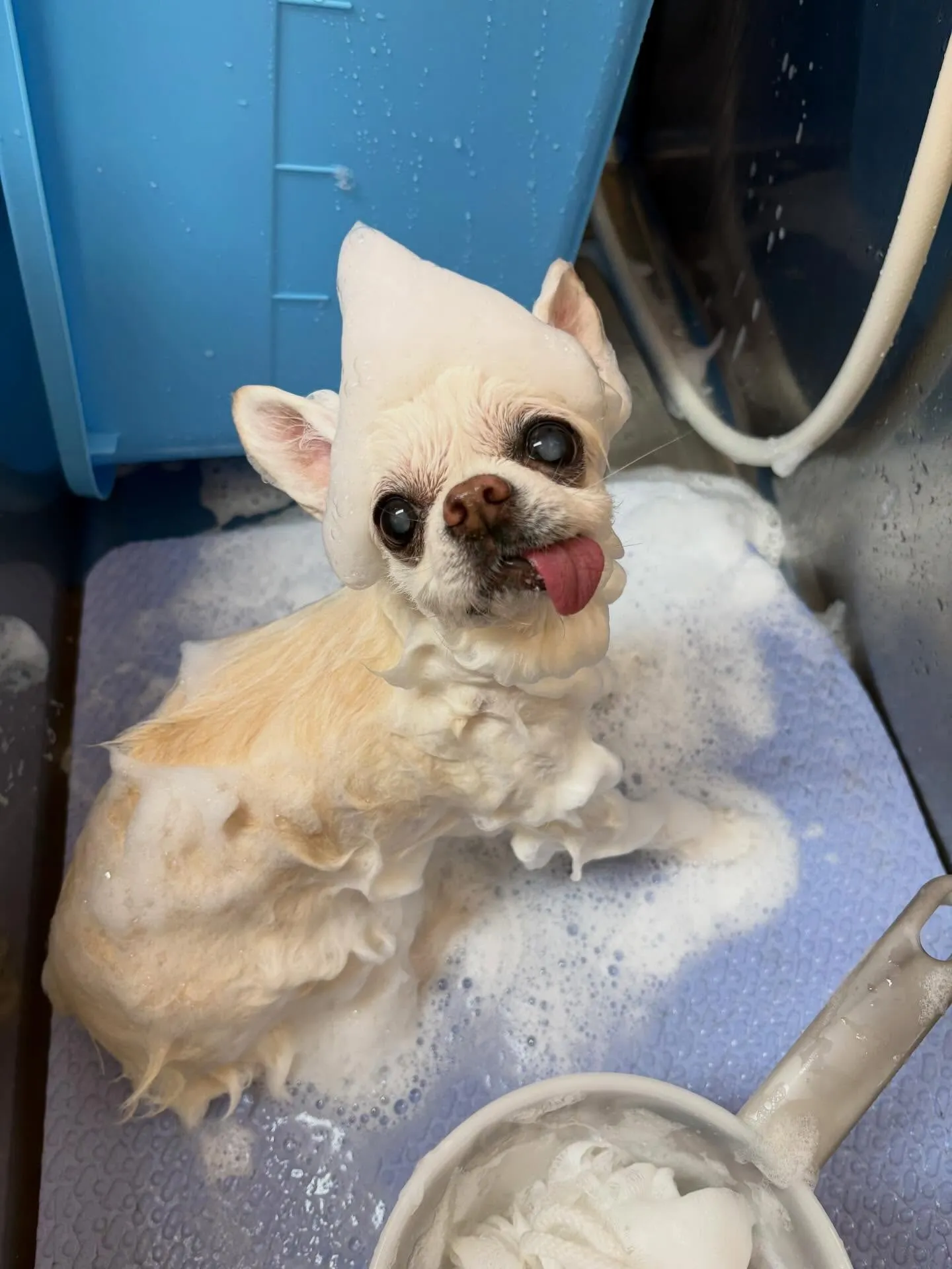 犬のトリミング✂️