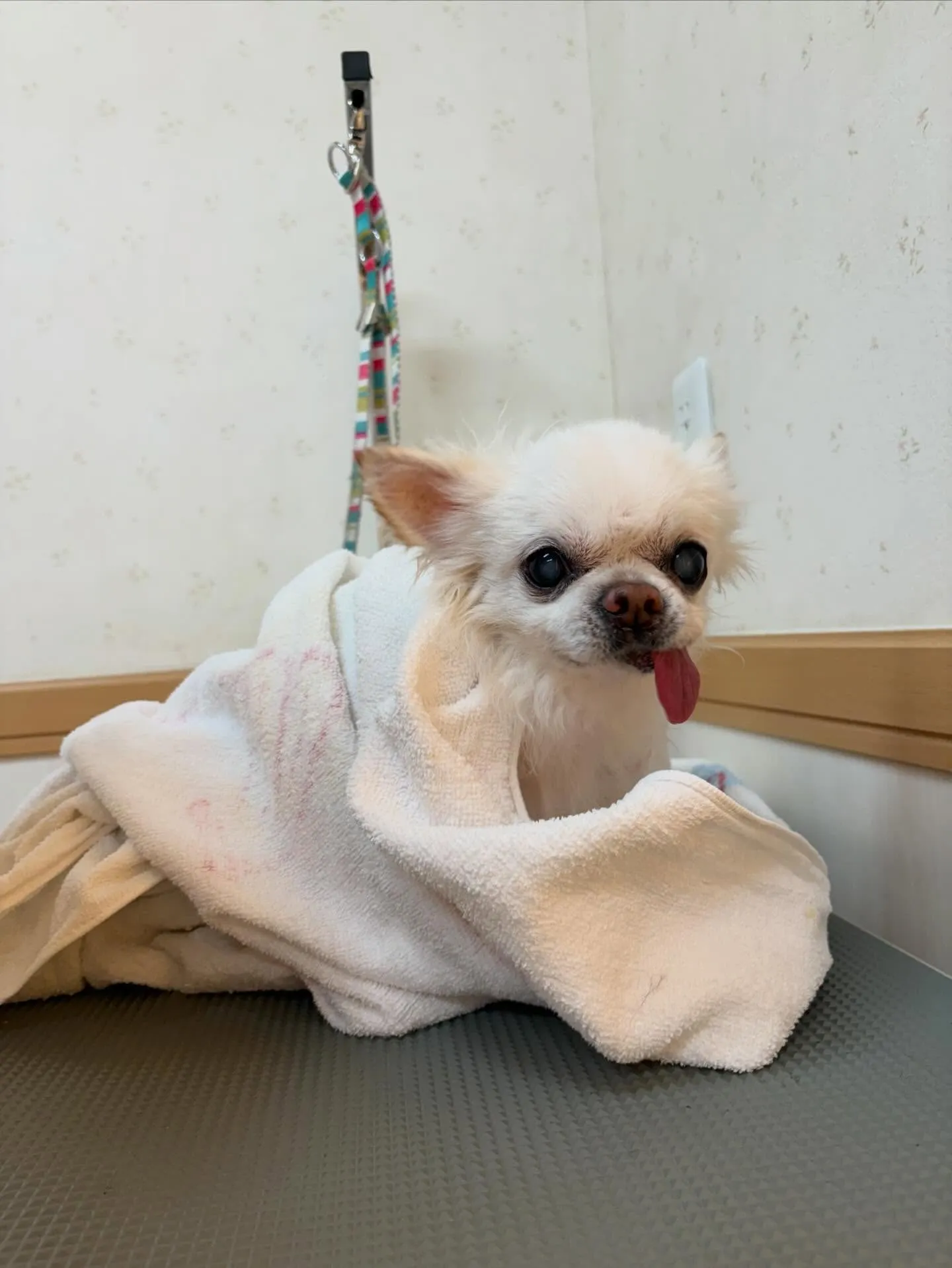 犬のトリミング✂️