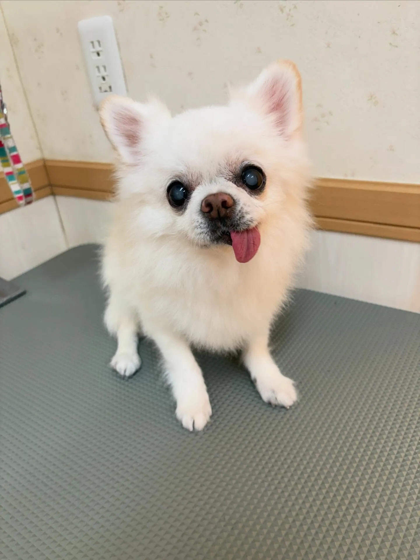 犬のトリミング✂️