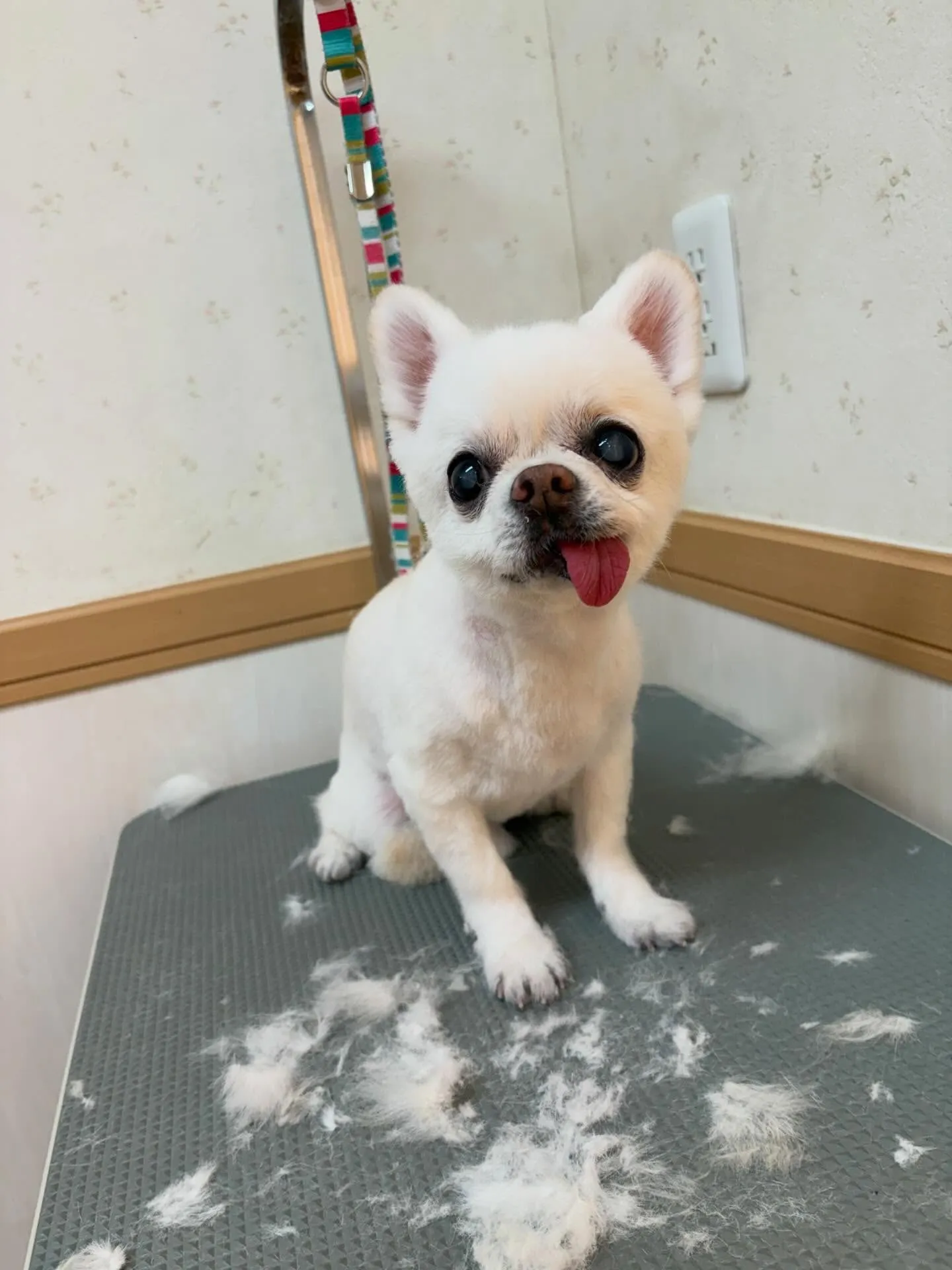 犬のトリミング✂️