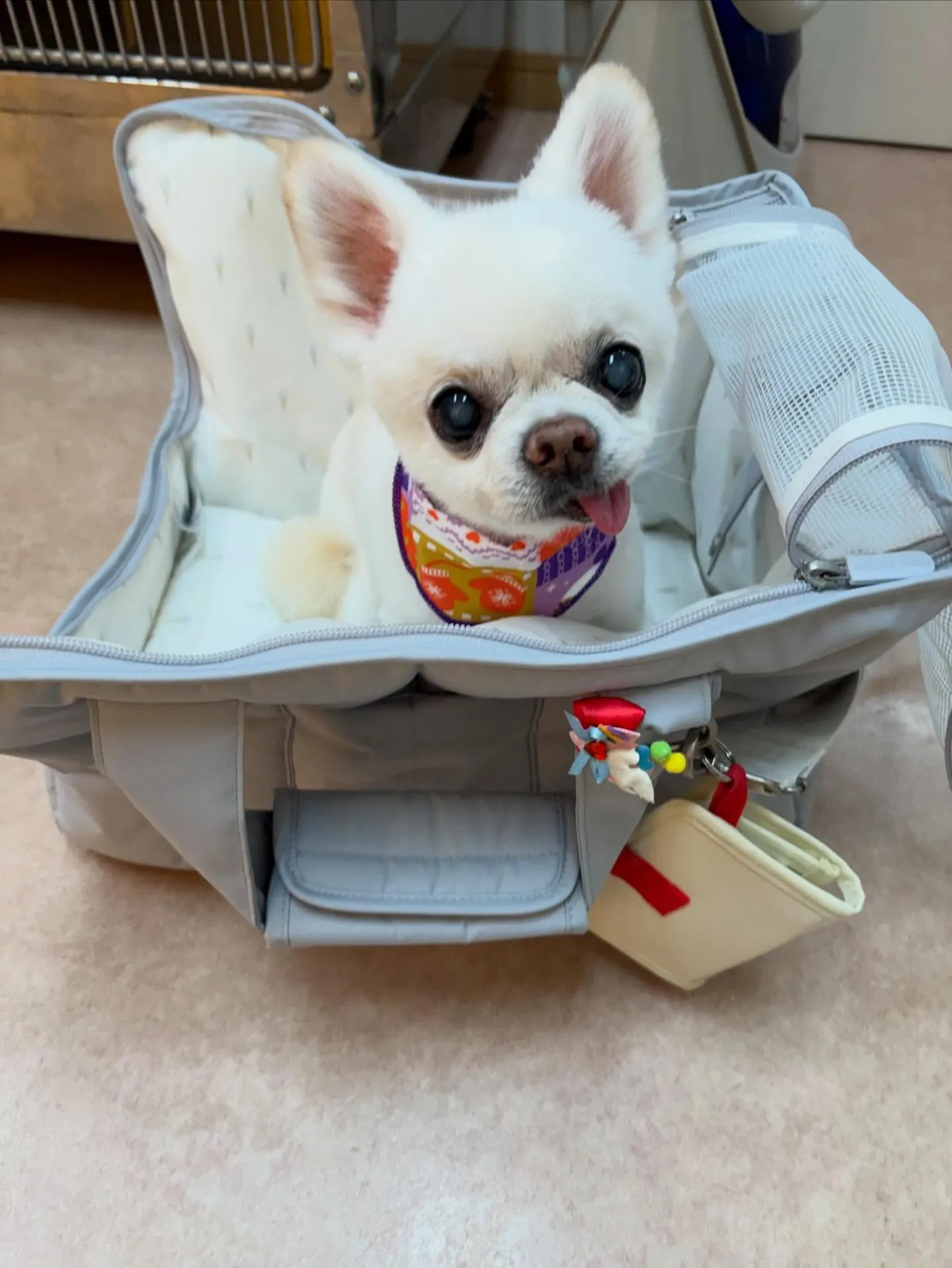 犬のトリミング✂️