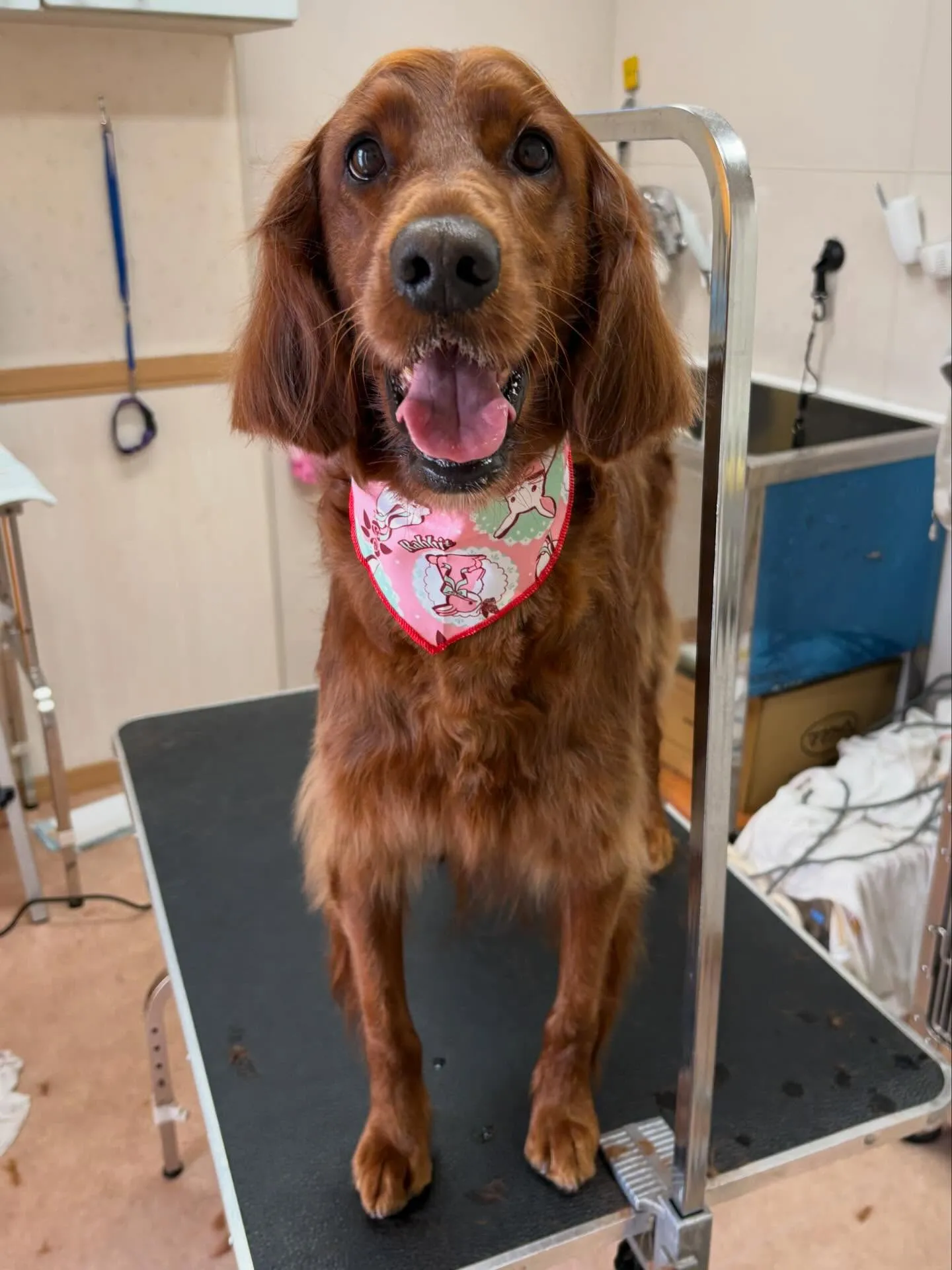 犬のトリミング✂️