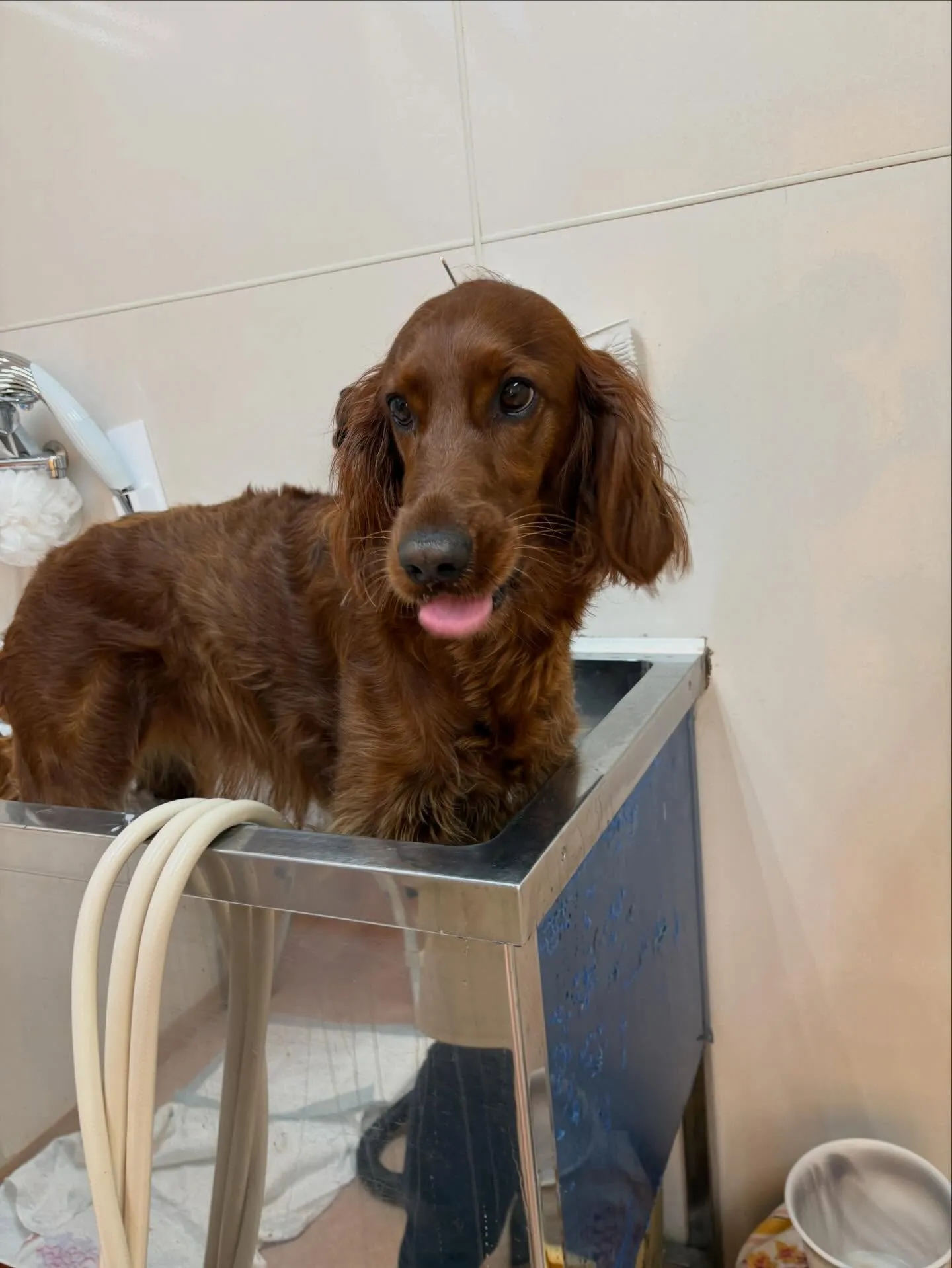 犬のトリミング✂️