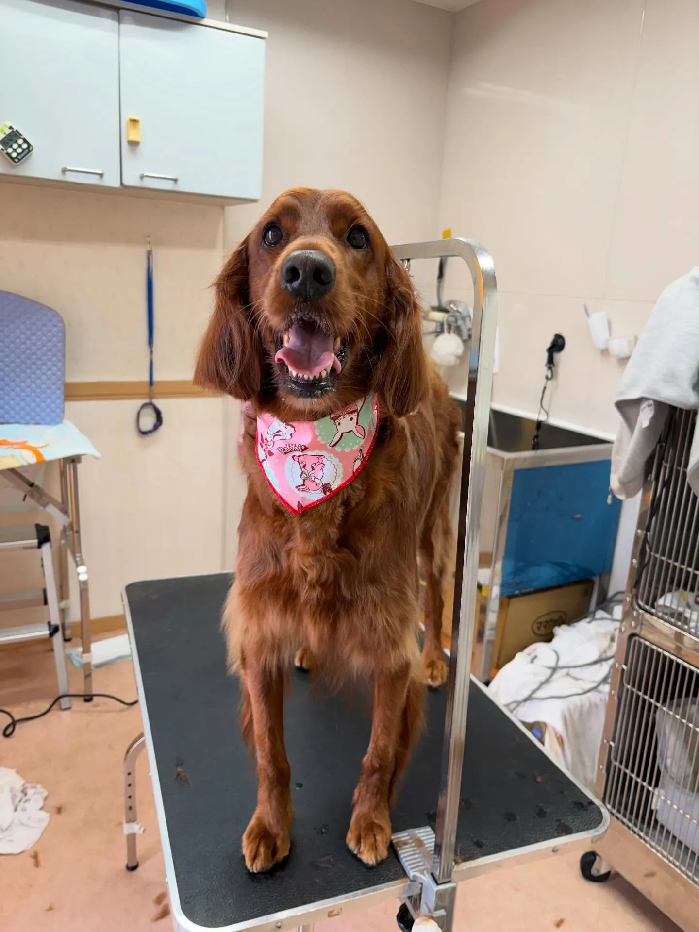 犬のトリミング✂️