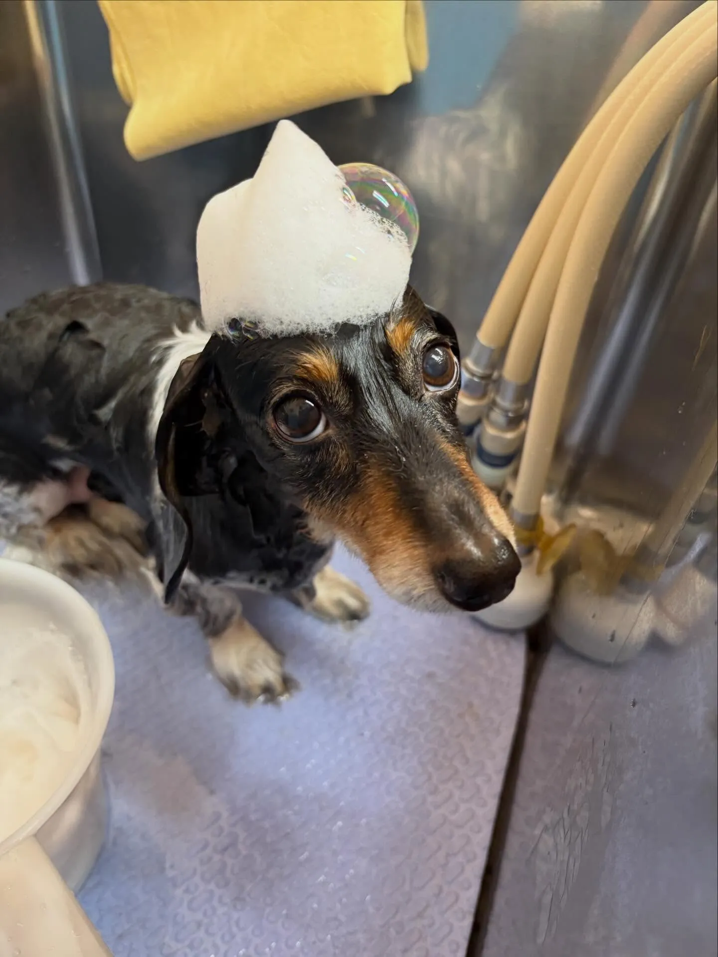 犬のトリミング✂️