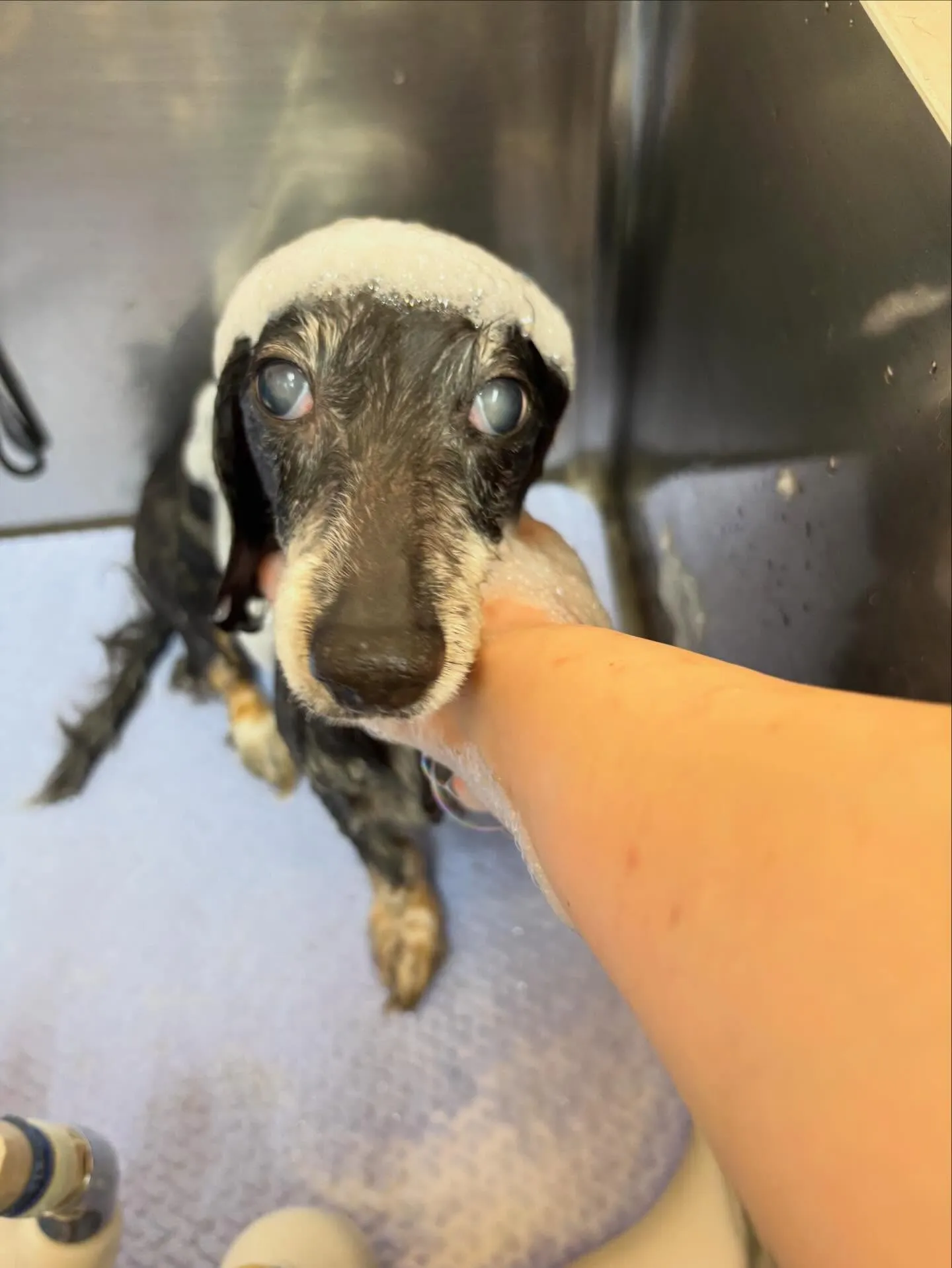 犬のトリミング✂️