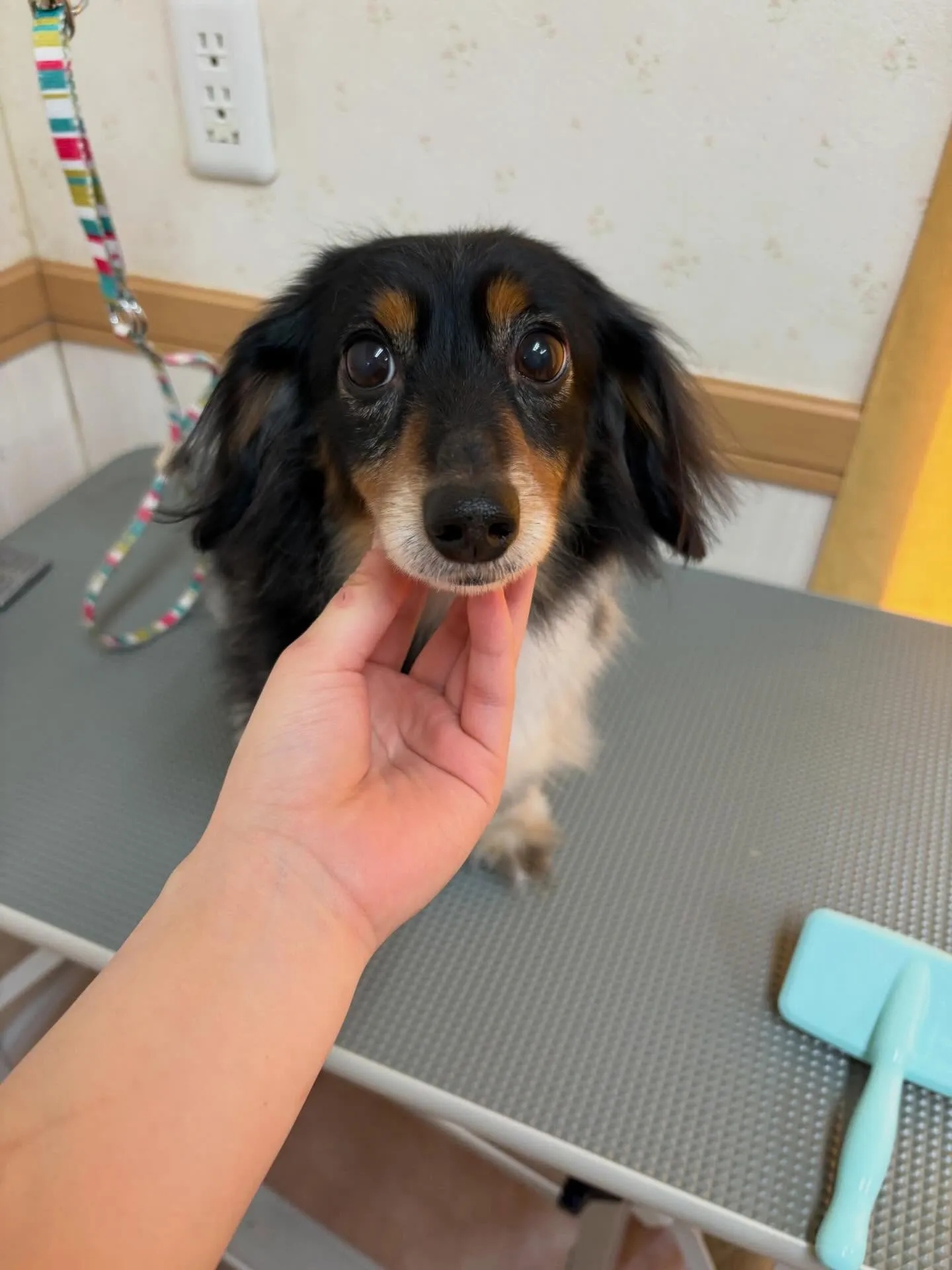 犬のトリミング✂️