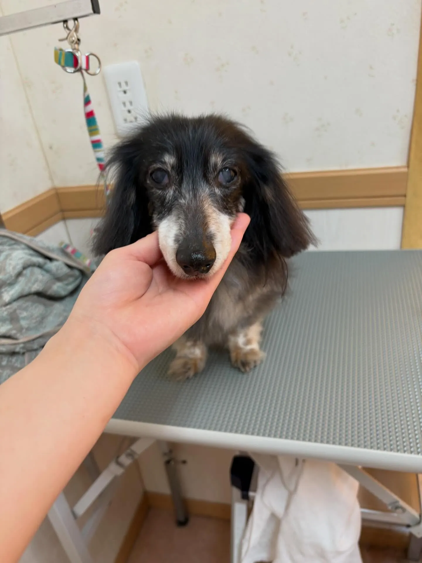 犬のトリミング✂️