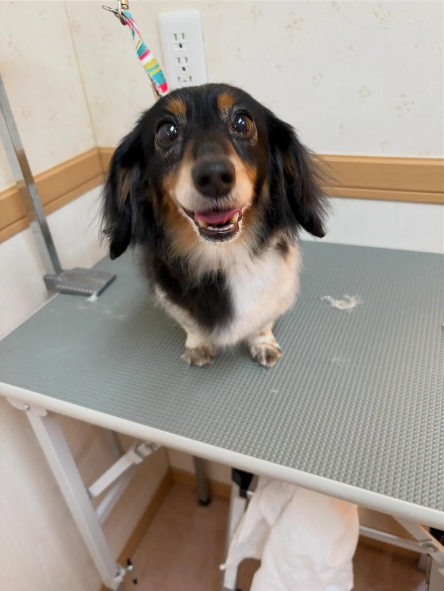 犬のトリミング✂️