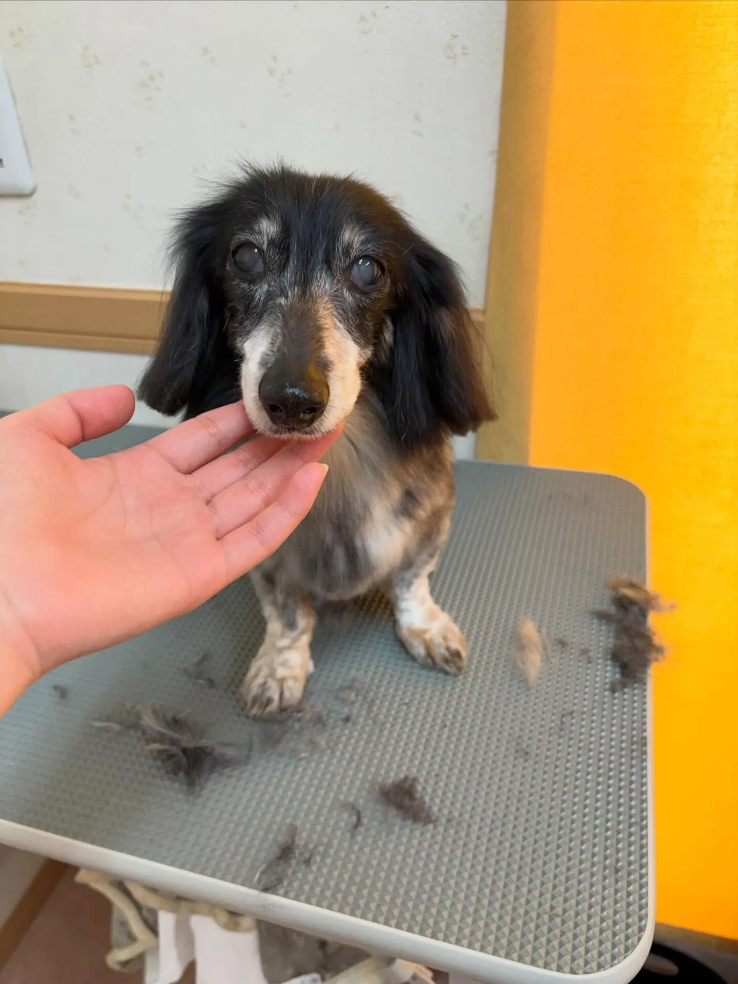 犬のトリミング✂️