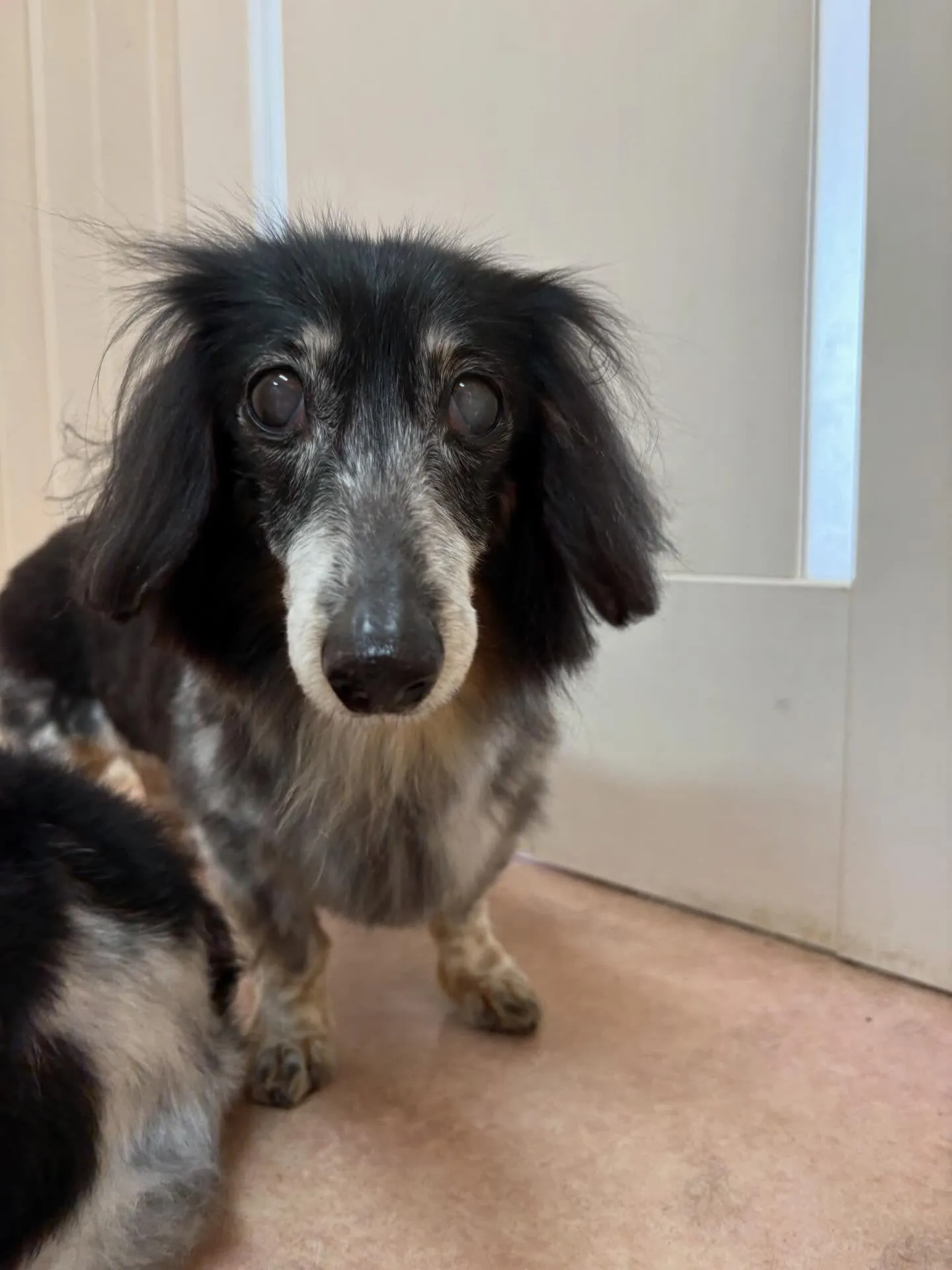 犬のトリミング✂️