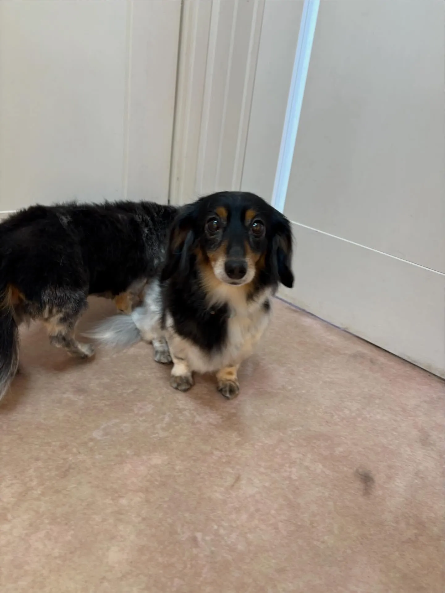 犬のトリミング✂️