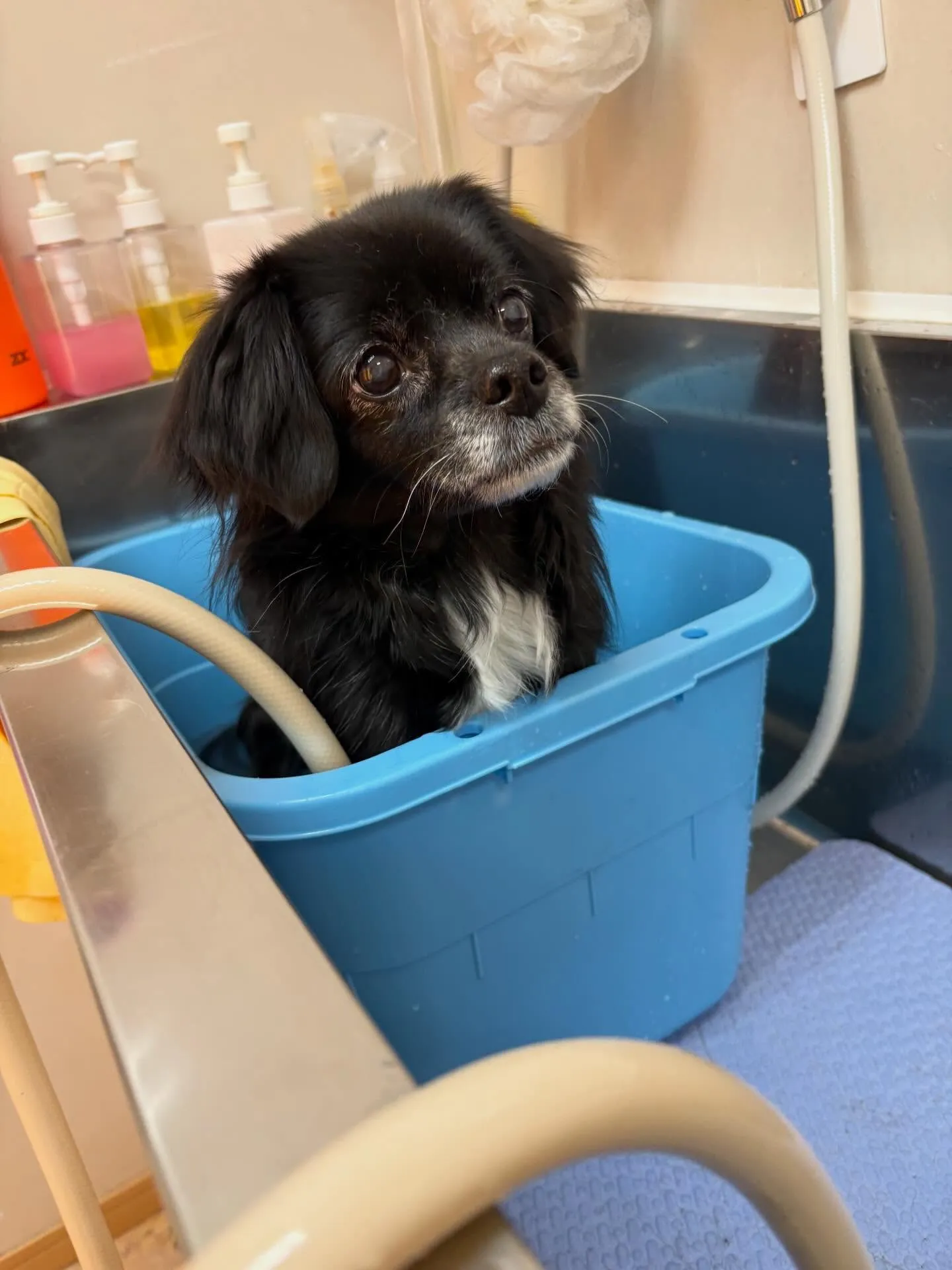 犬のシャンプー🫧