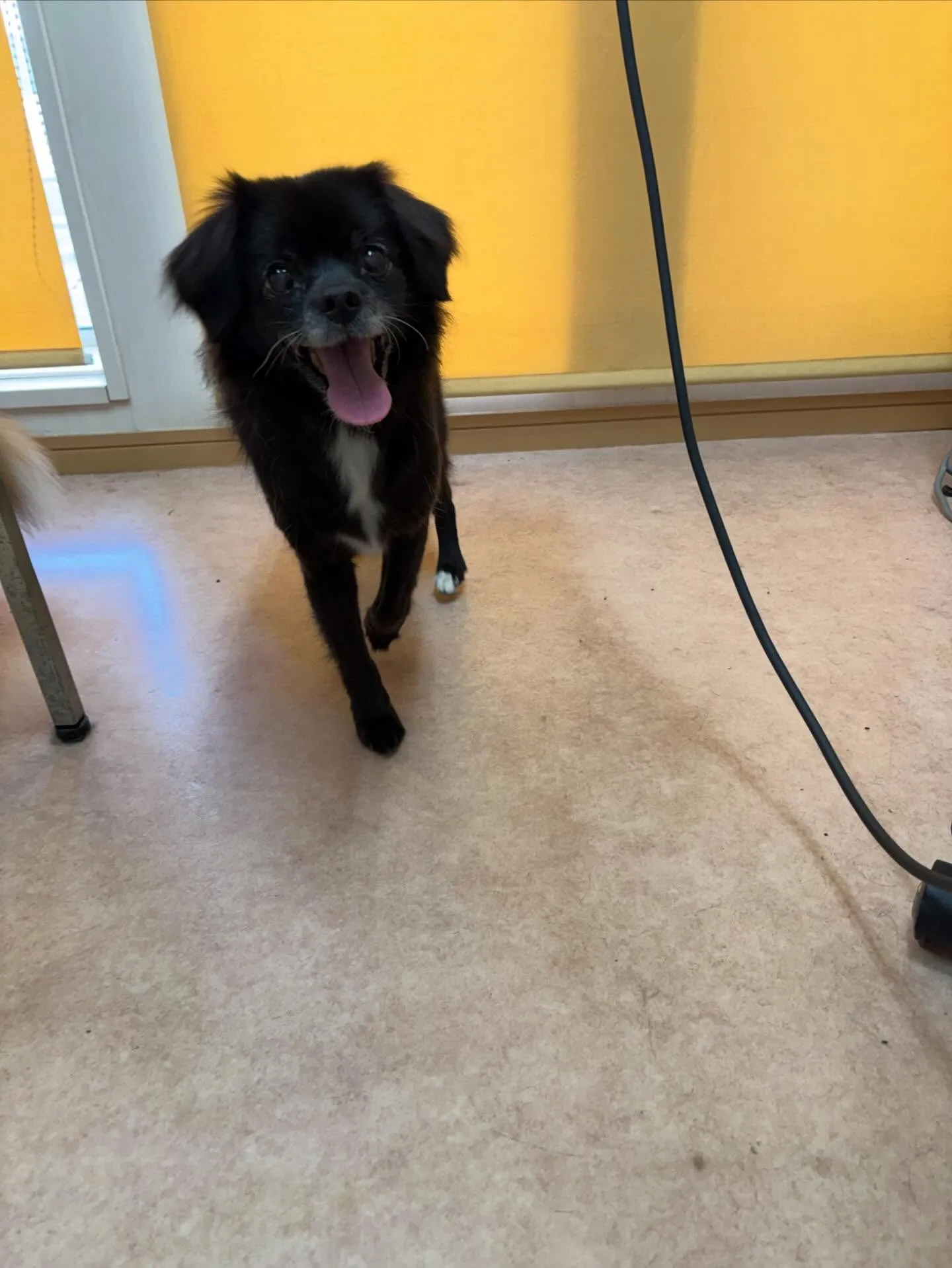 犬のシャンプー🫧