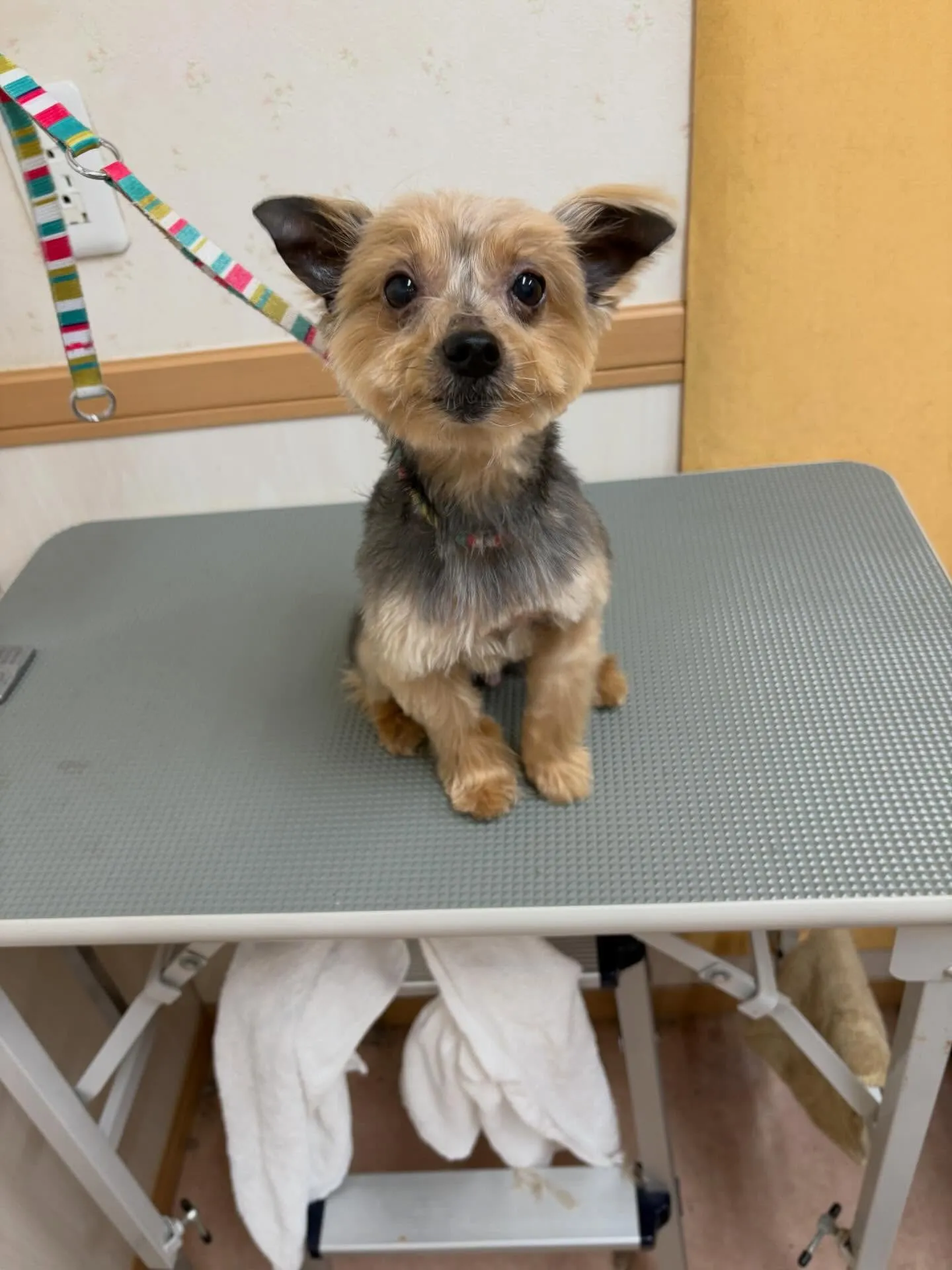 犬のトリミング✂️