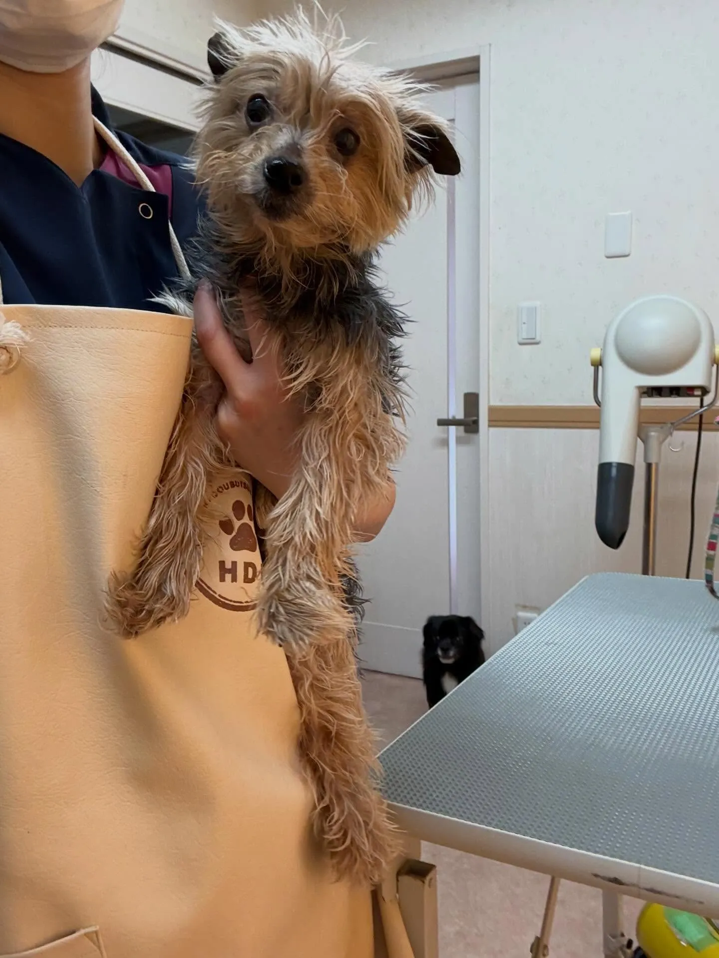 犬のトリミング✂️