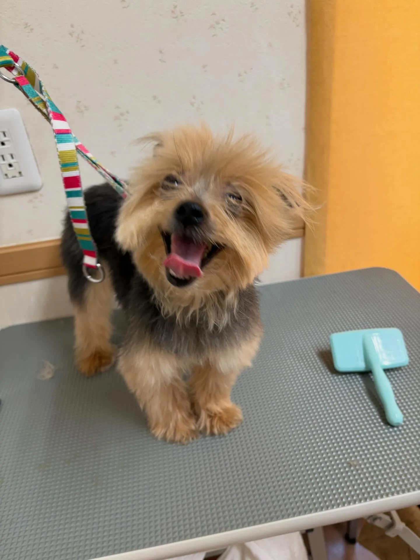 犬のトリミング✂️