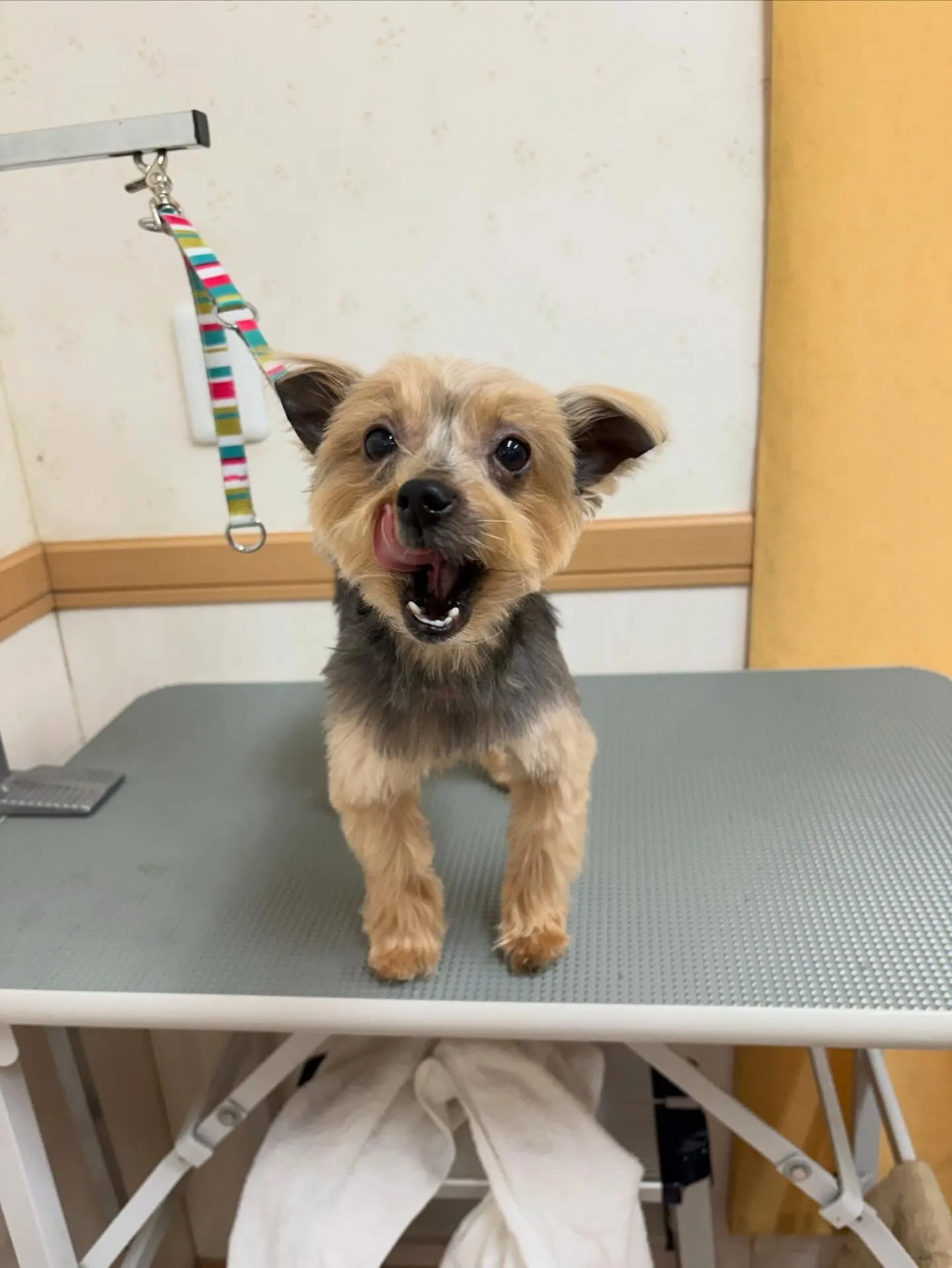 犬のトリミング✂️