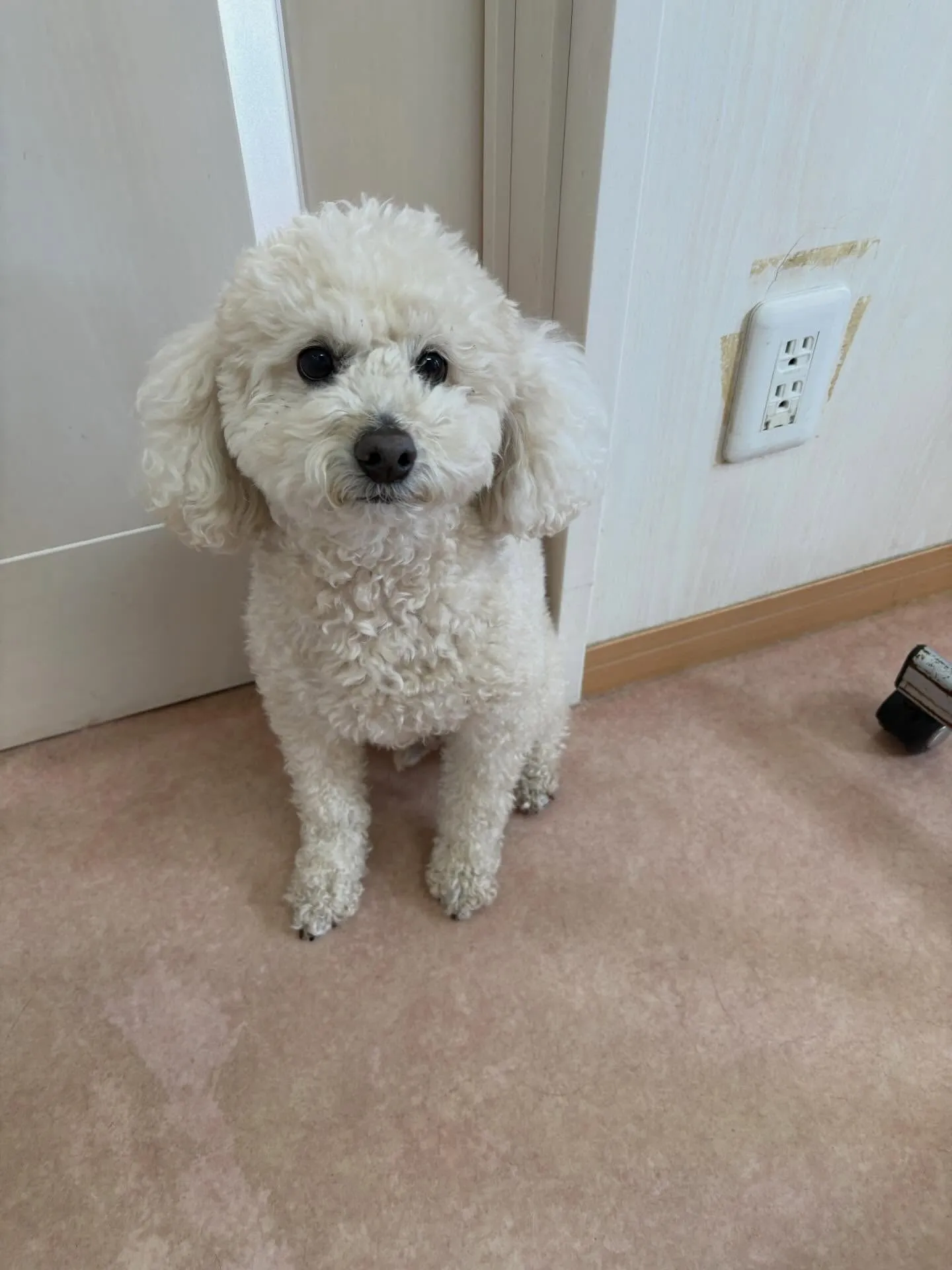 犬のシャンプー🫧