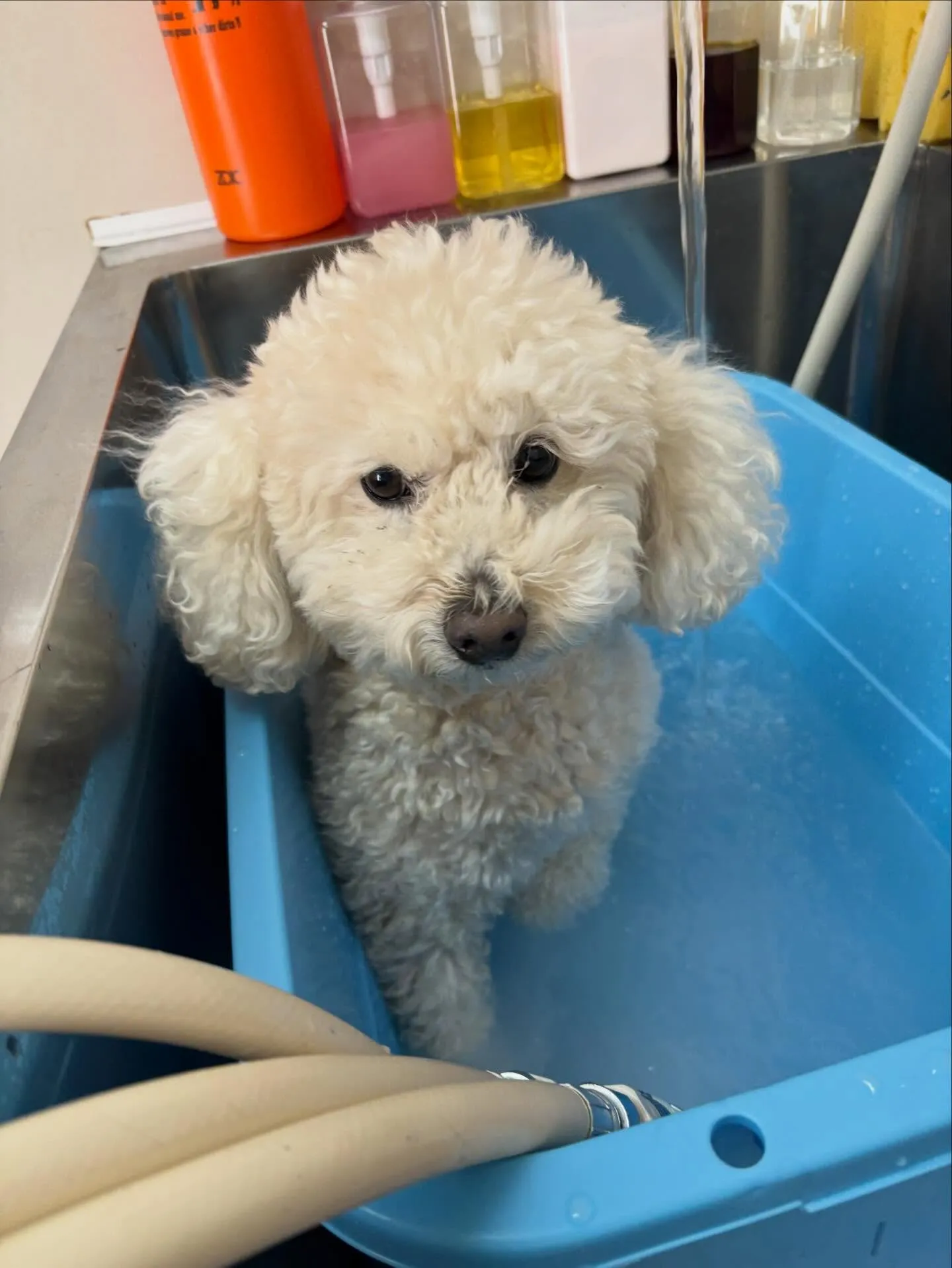 犬のシャンプー🫧