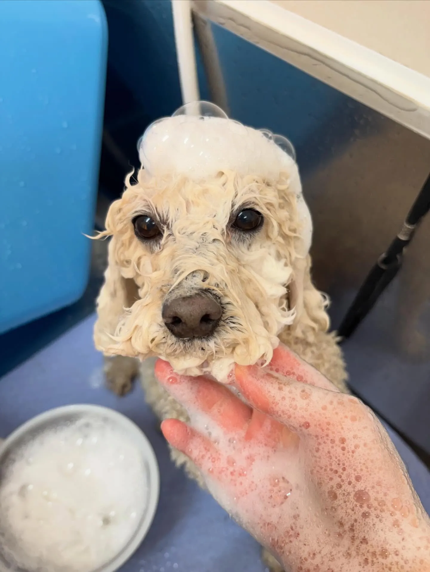 犬のシャンプー🫧