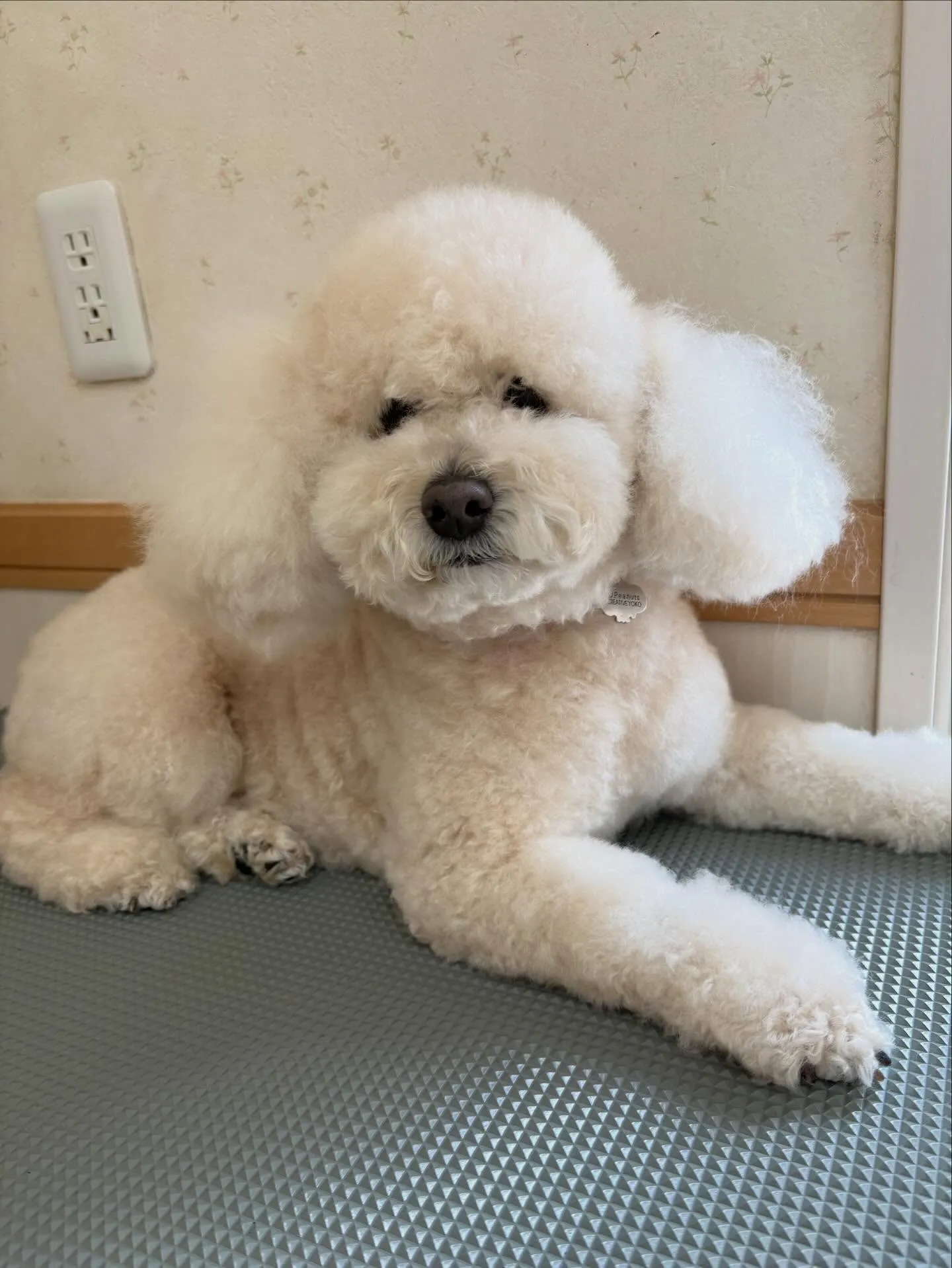 犬のシャンプー🫧