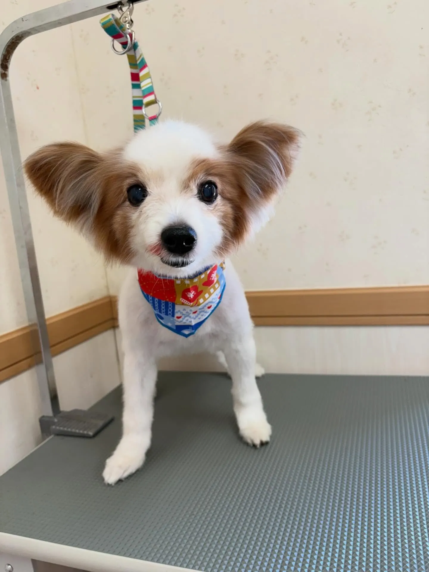 犬のトリミング✂️