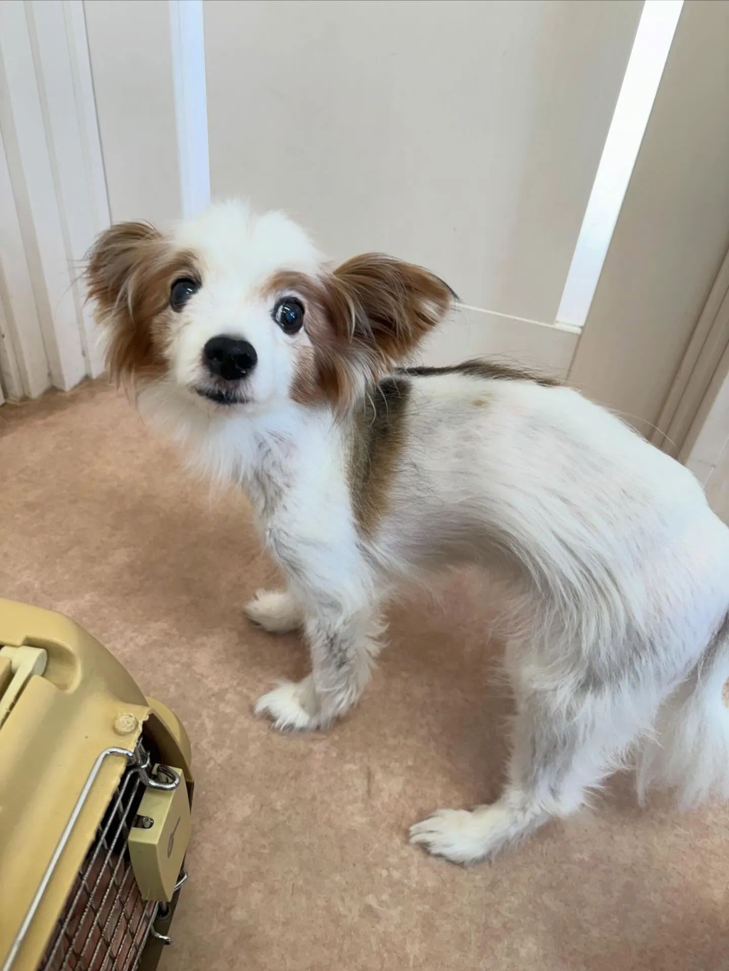 犬のトリミング✂️