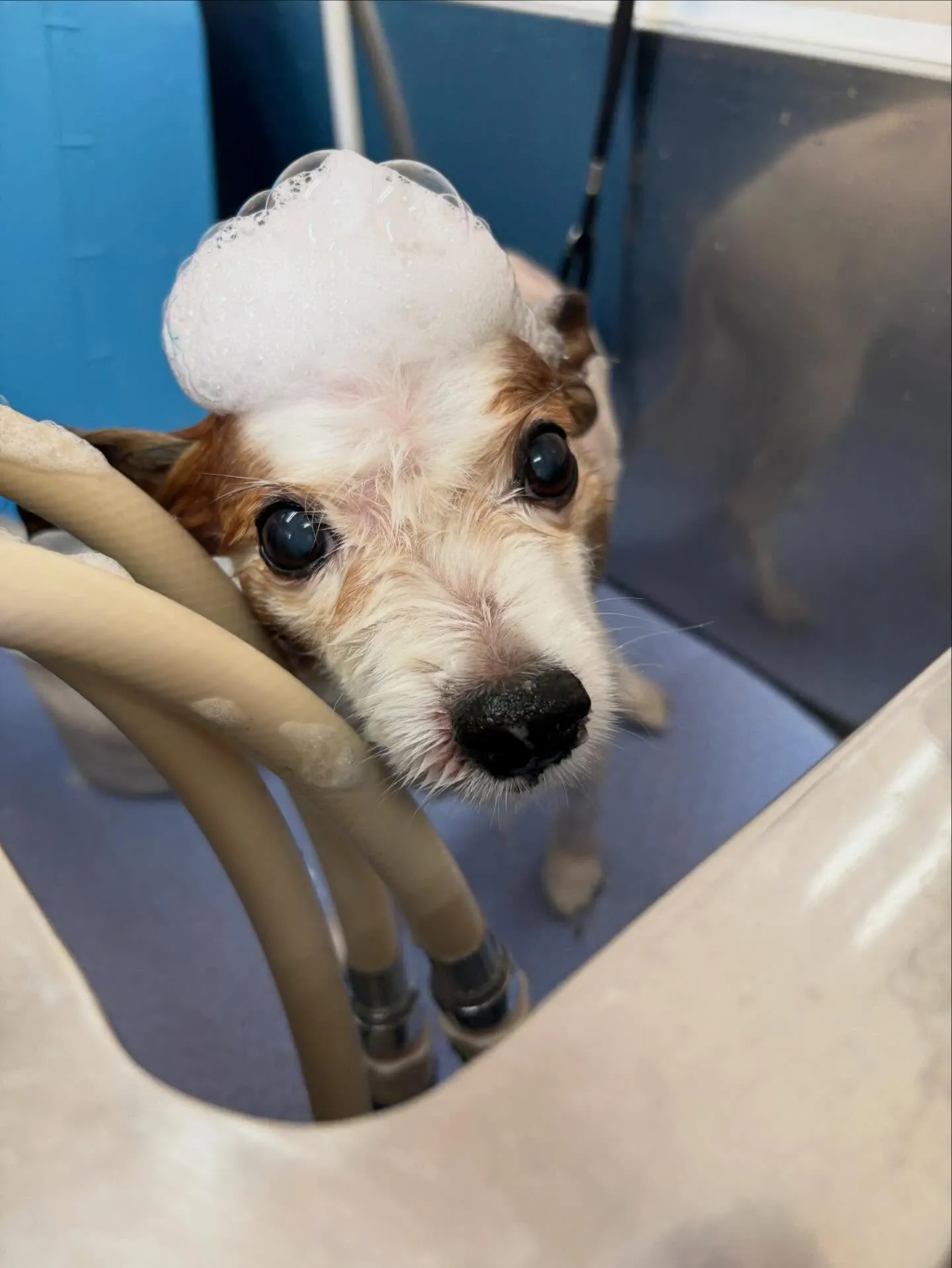 犬のトリミング✂️