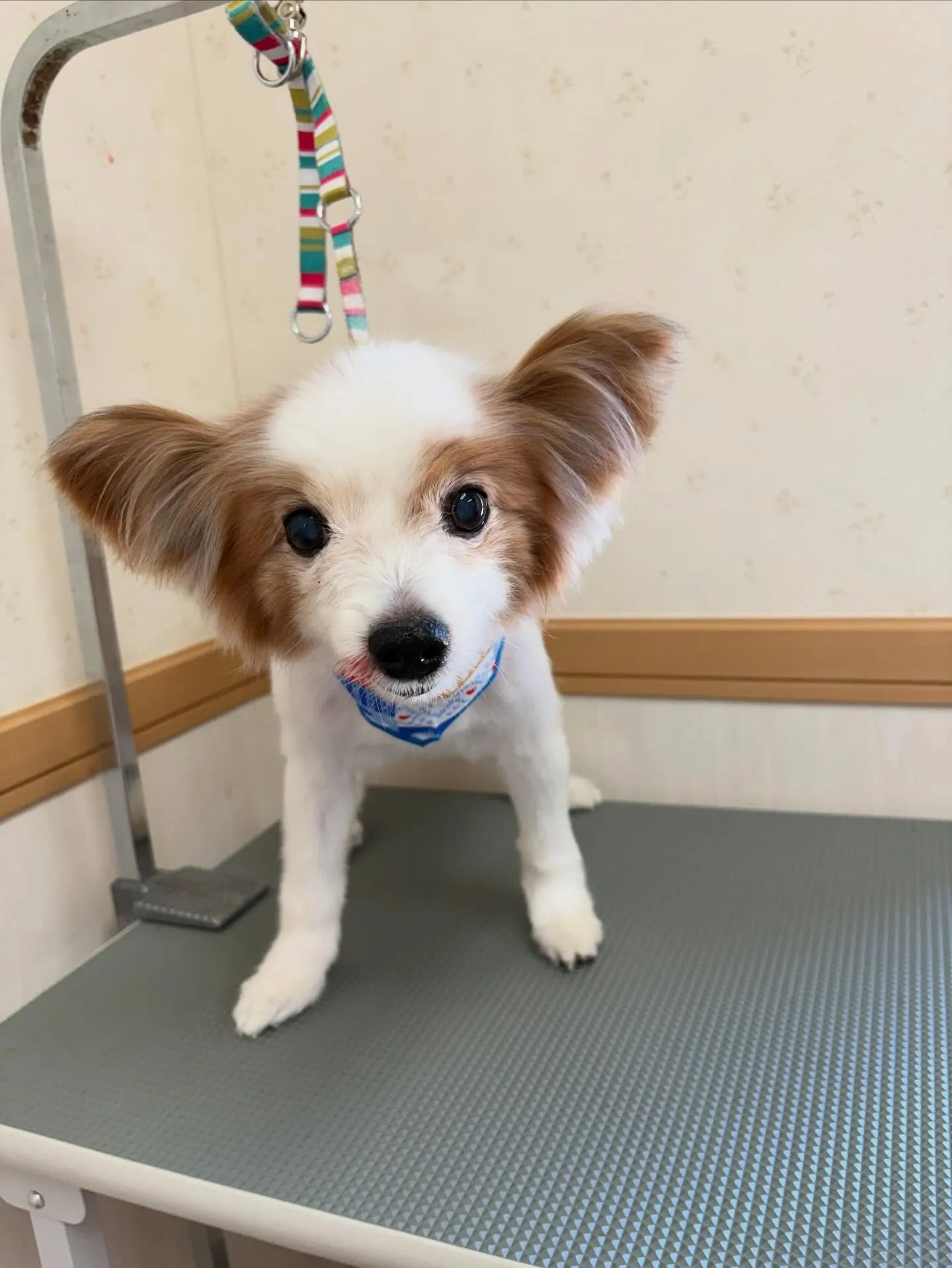 犬のトリミング✂️