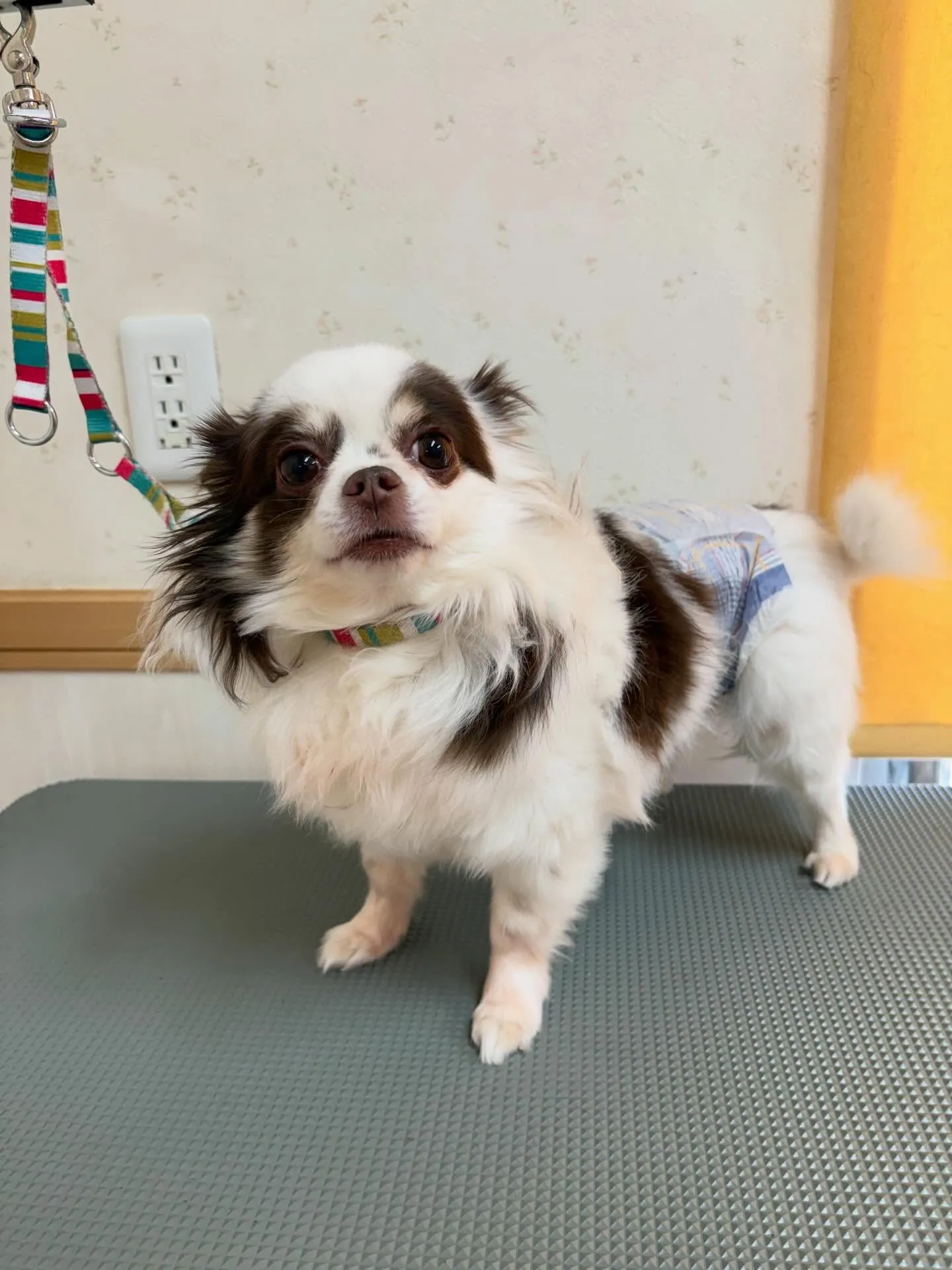 犬のトリミング✂️