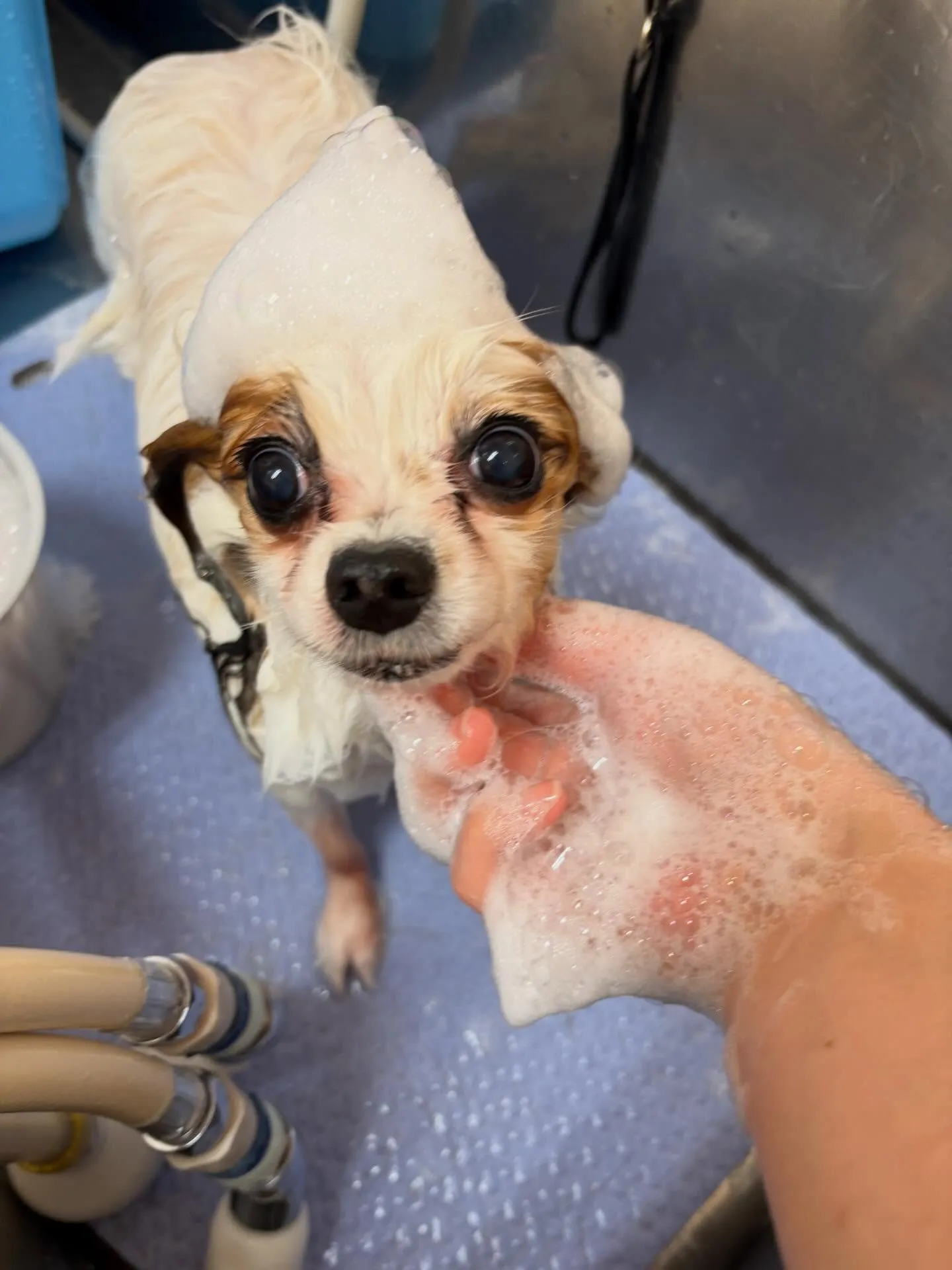 犬のトリミング✂️