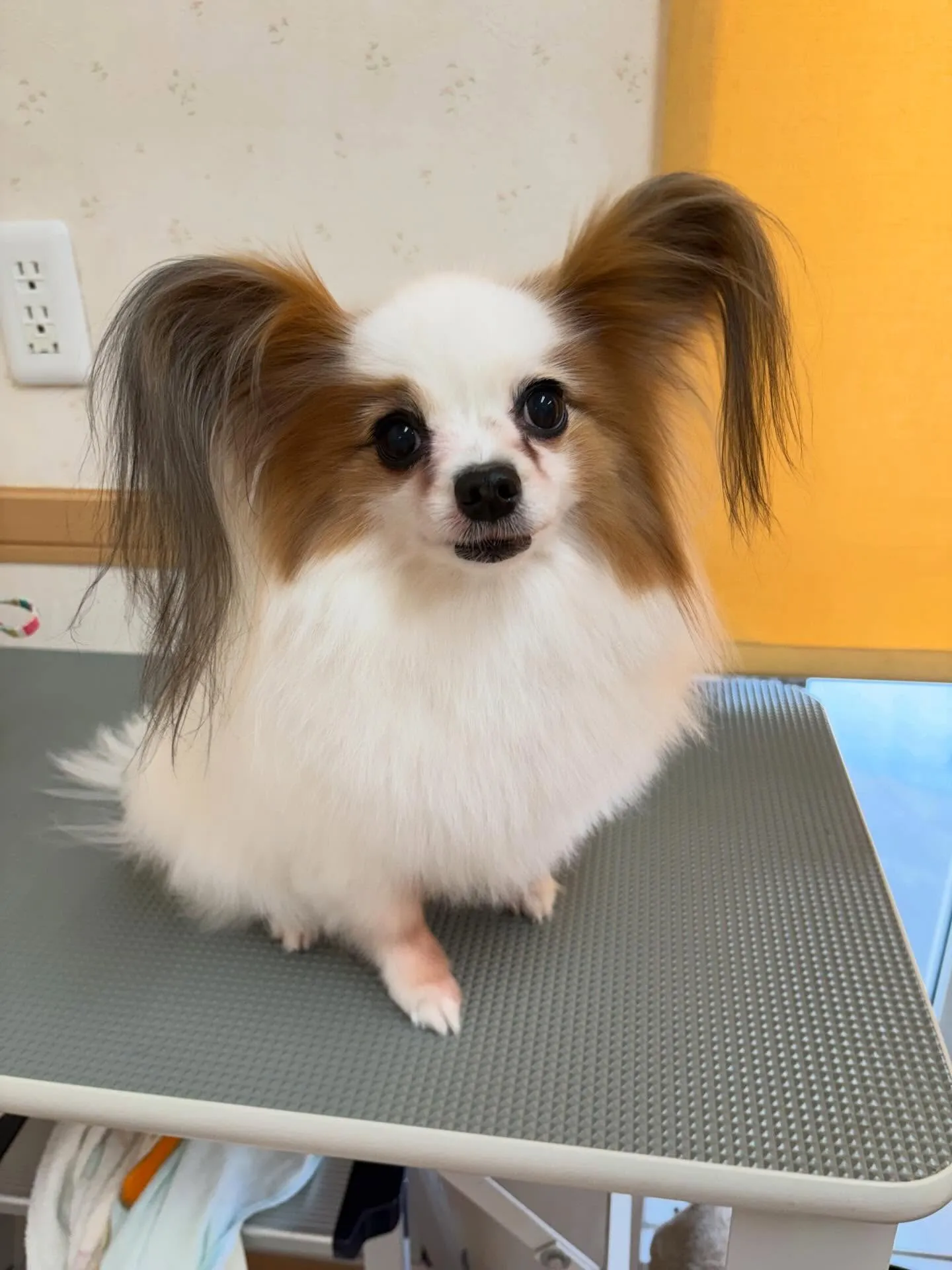 犬のトリミング✂️