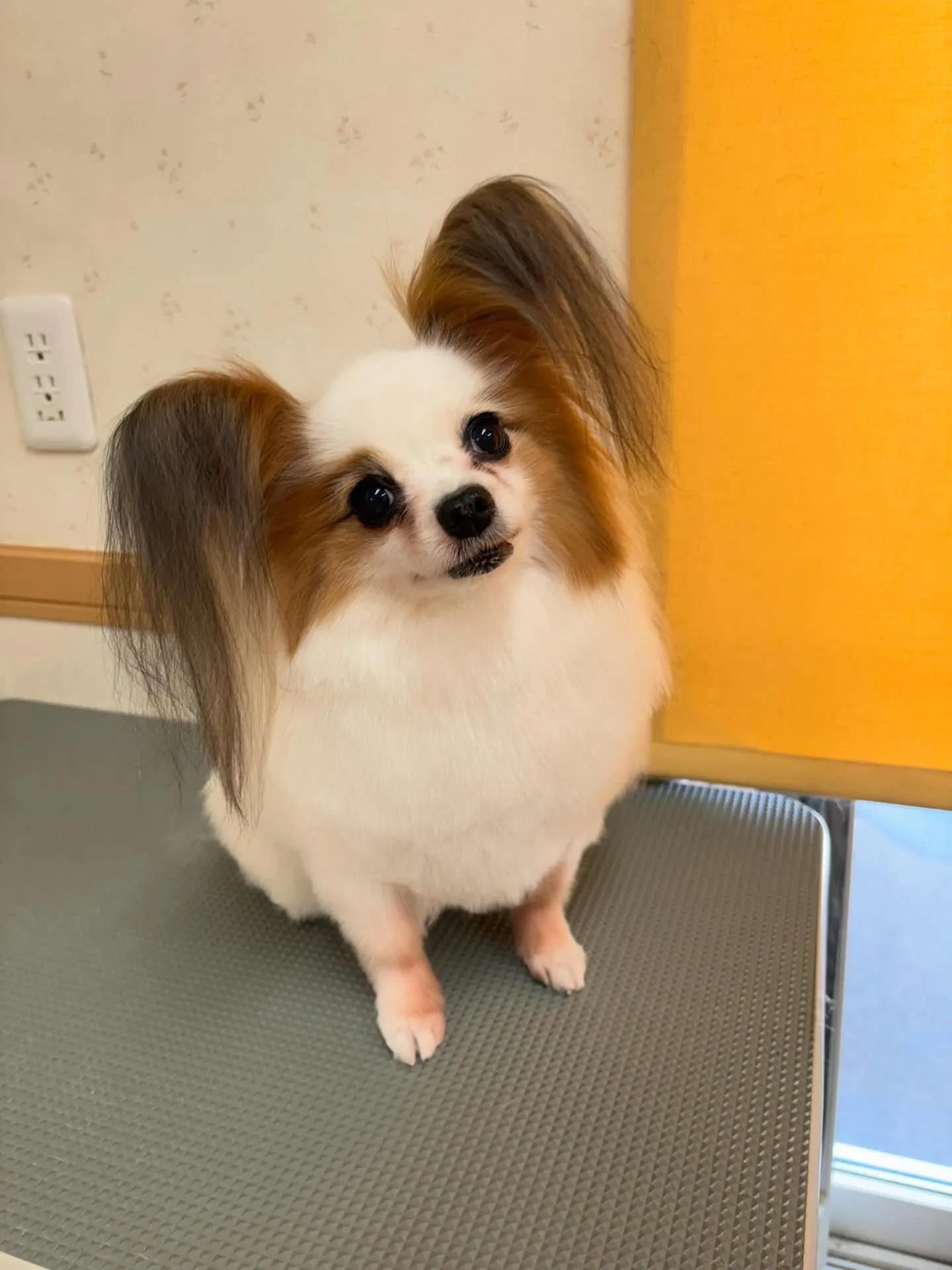 犬のトリミング✂️