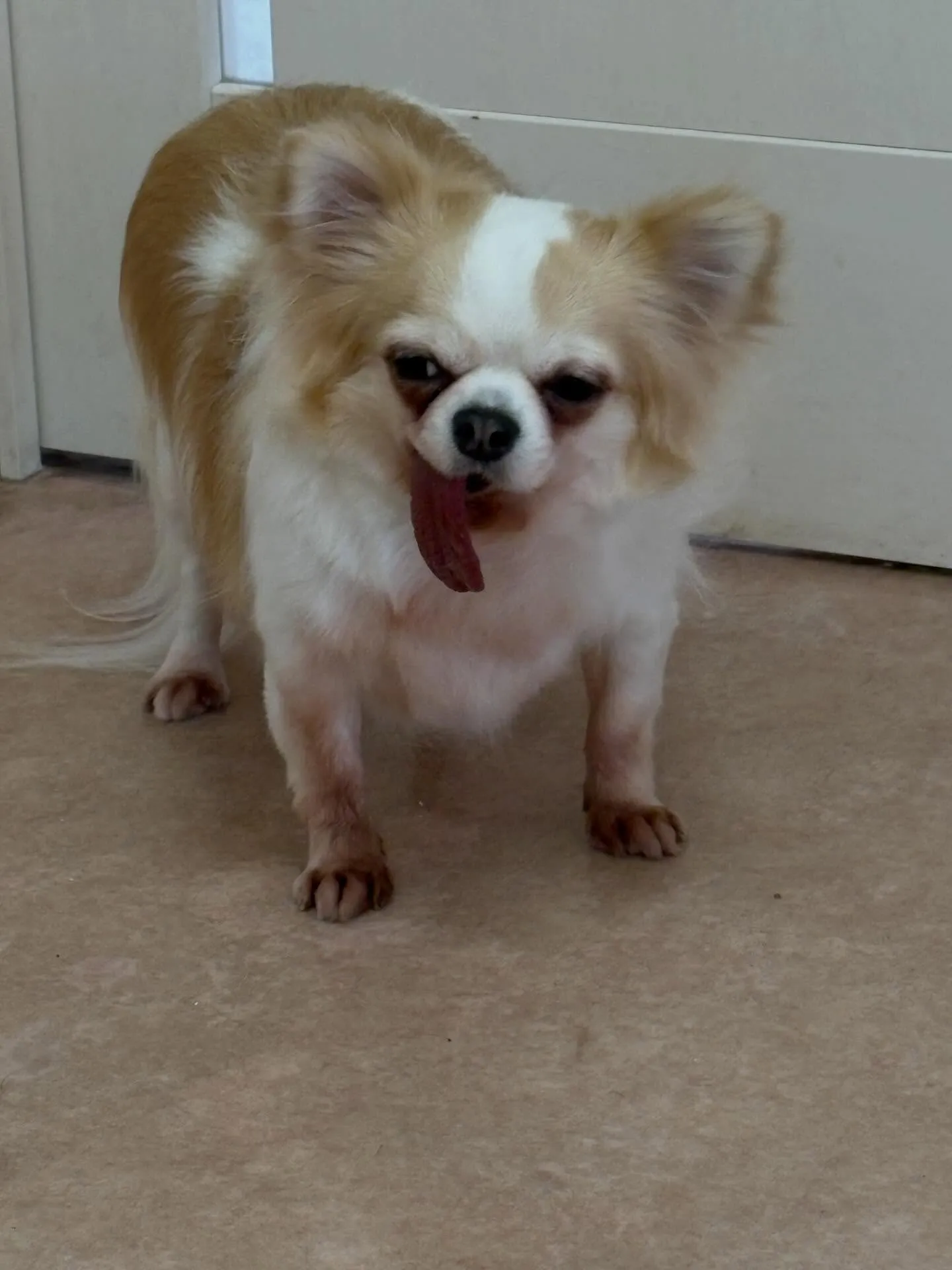 犬のトリミング✂️