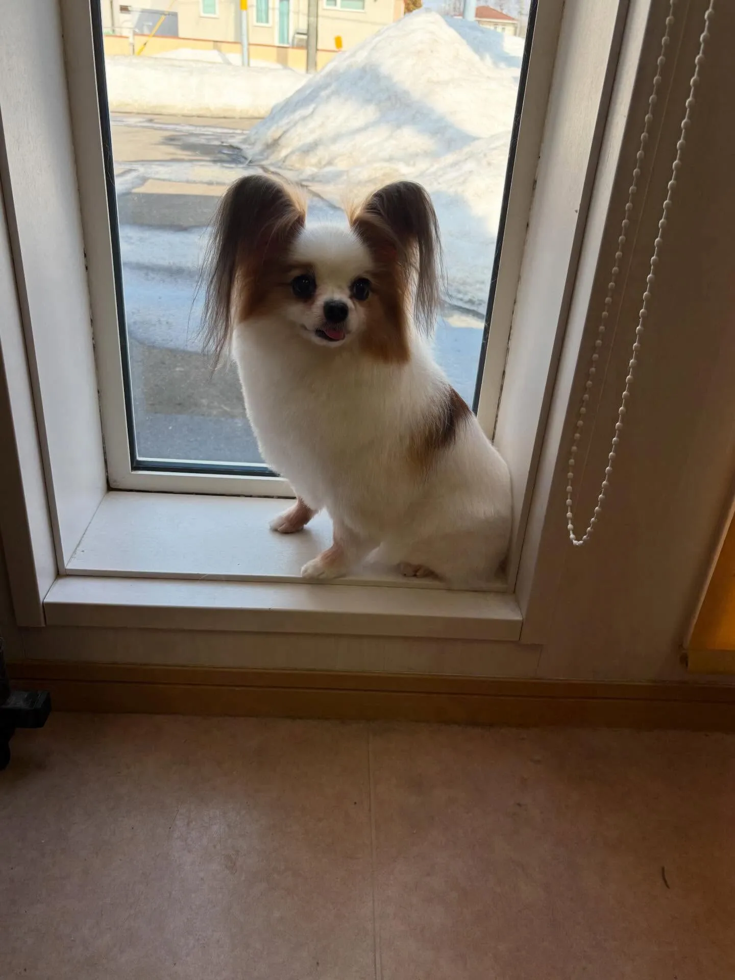 犬のトリミング✂️