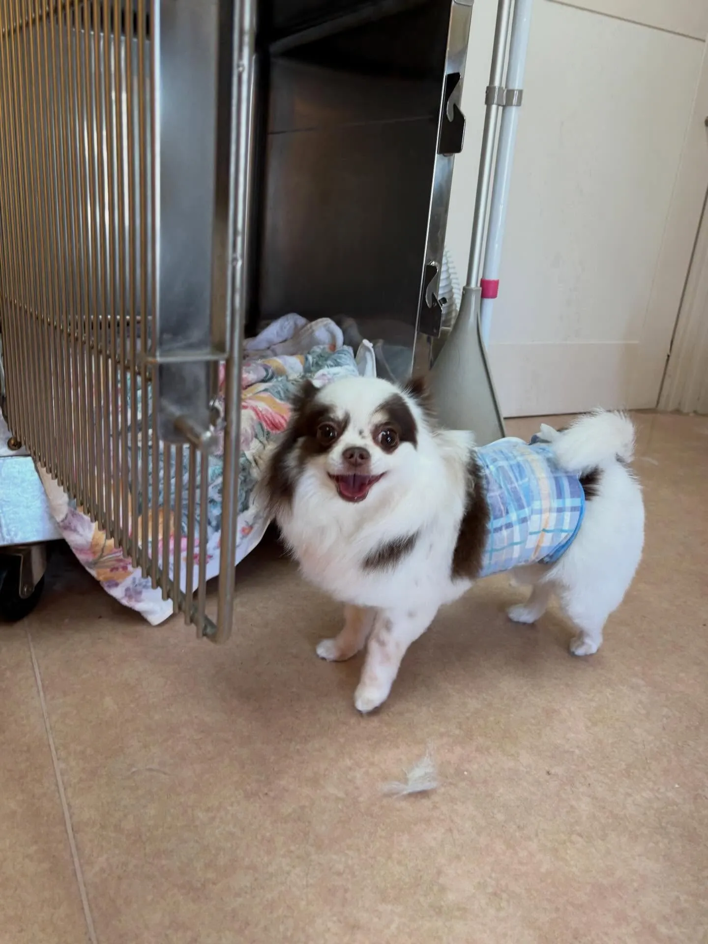 犬のトリミング✂️