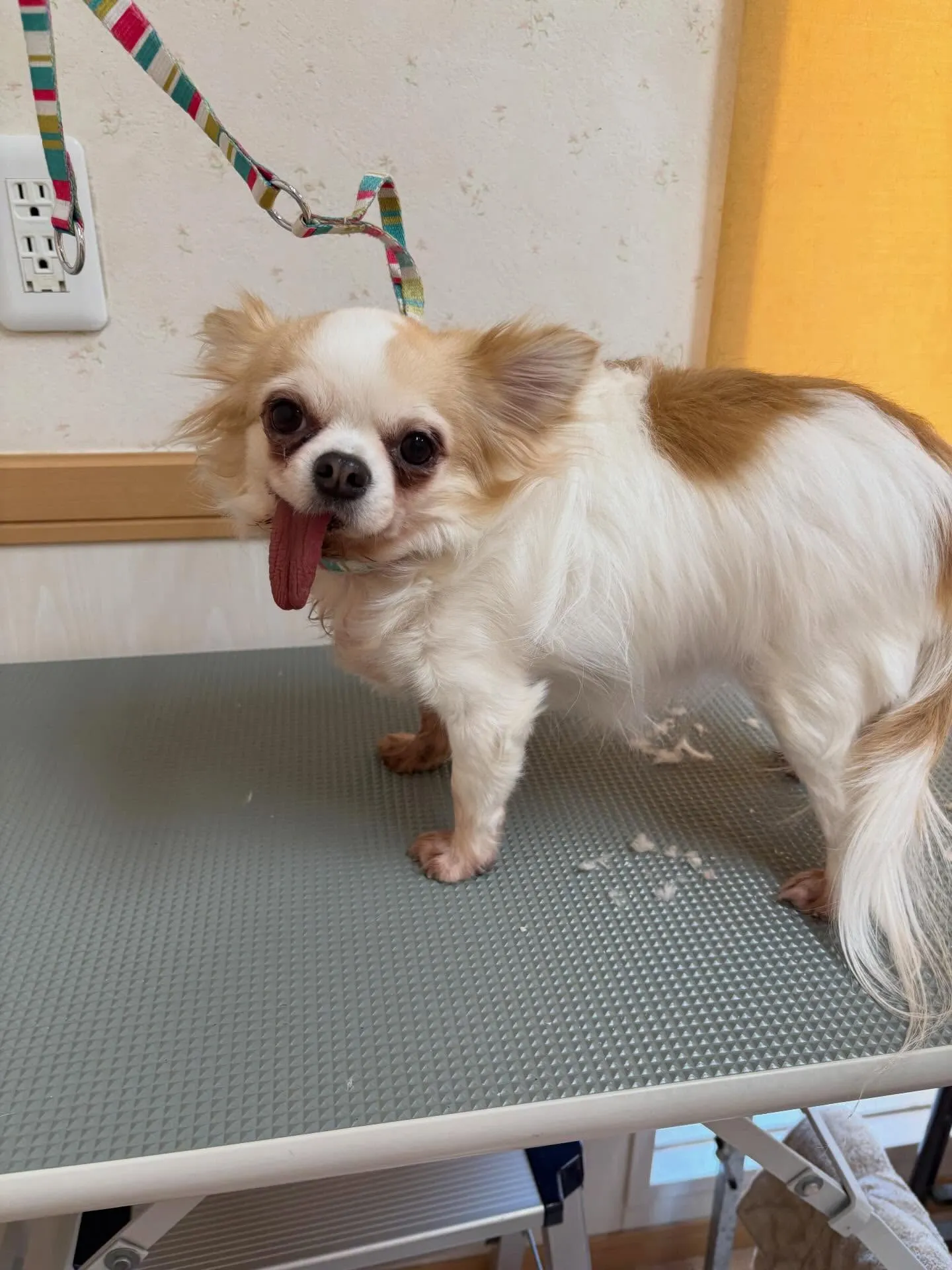 犬のトリミング✂️