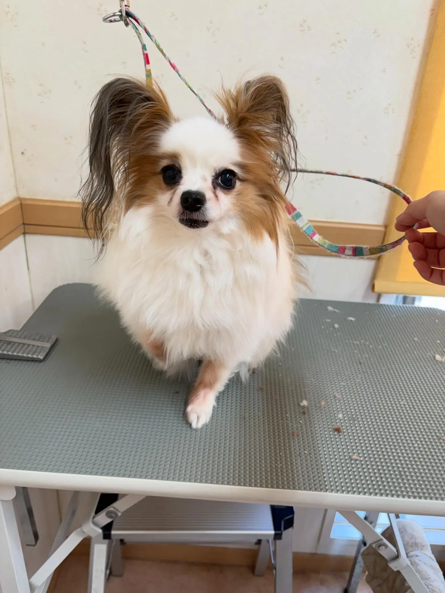 犬のトリミング✂️