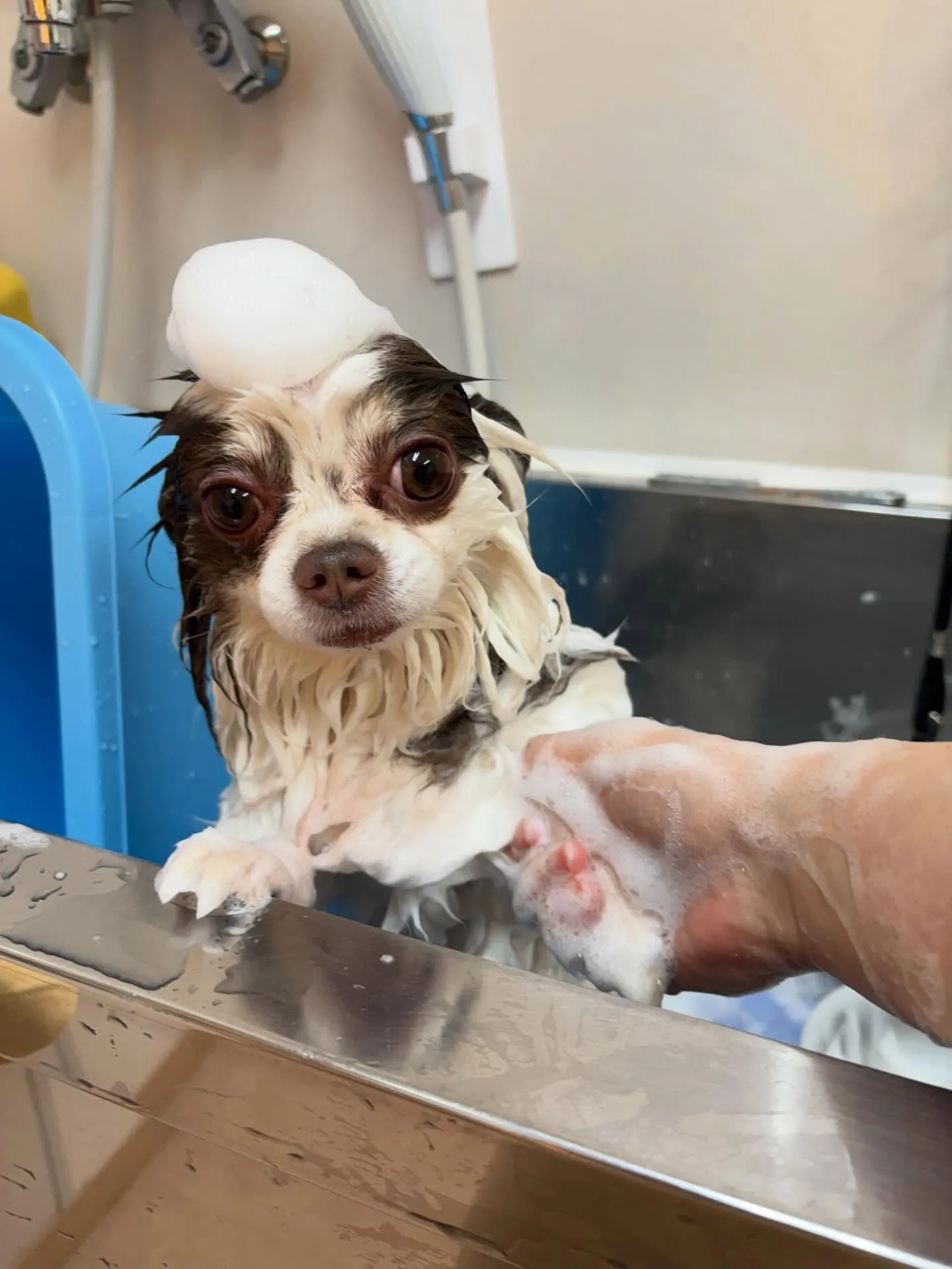 犬のトリミング✂️