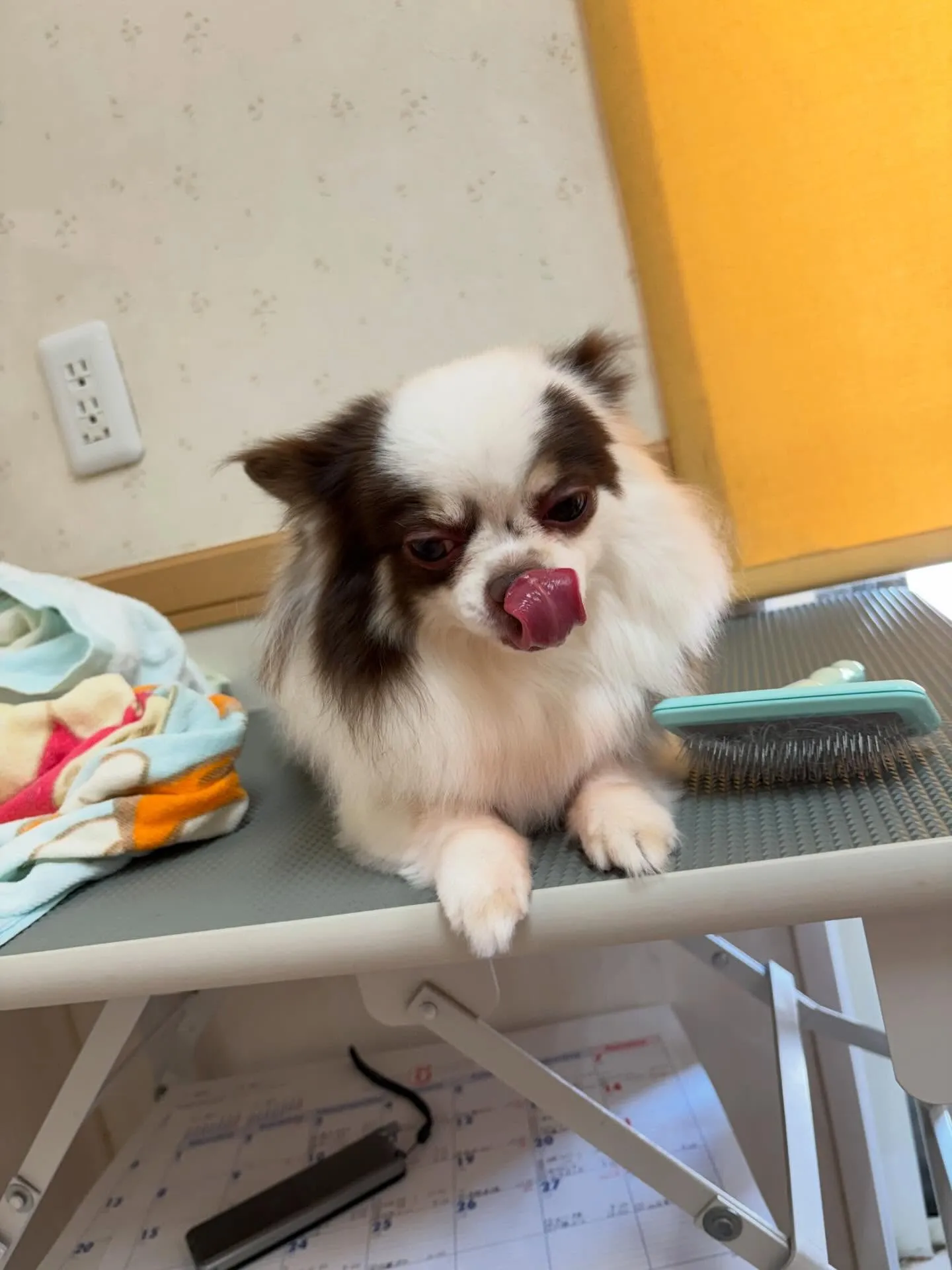 犬のトリミング✂️