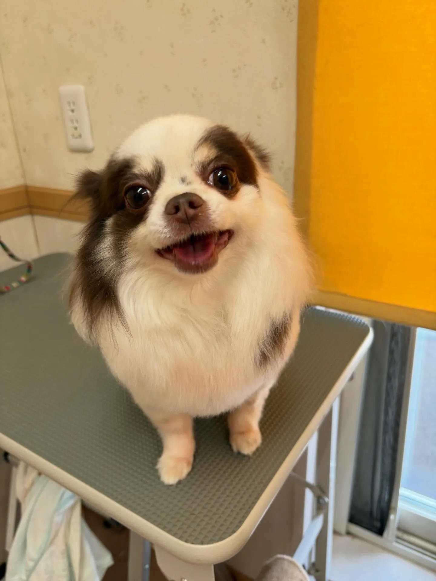 犬のトリミング✂️