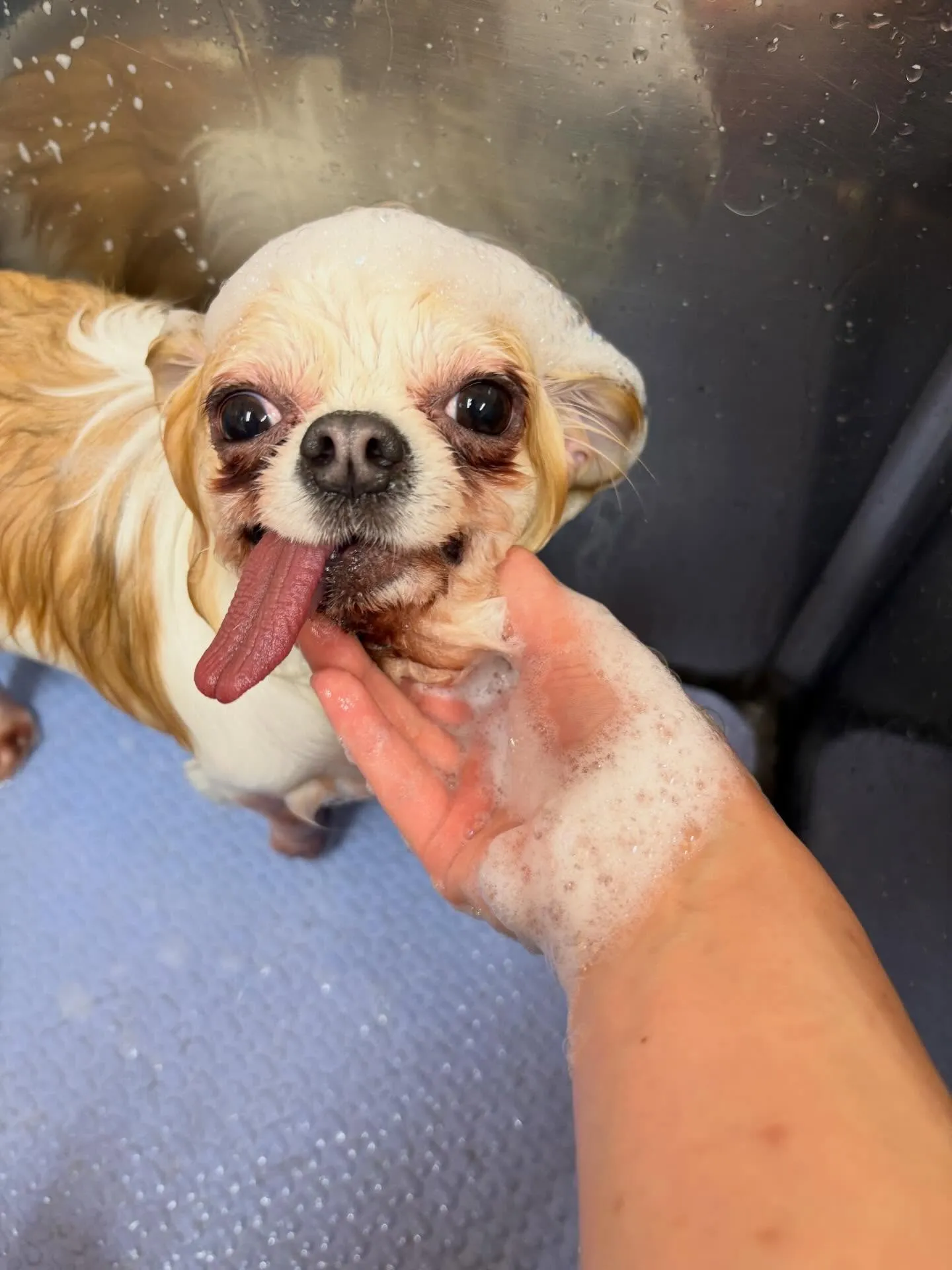 犬のトリミング✂️