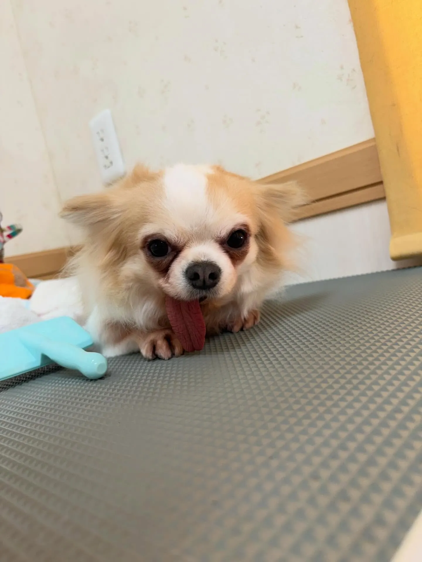 犬のトリミング✂️