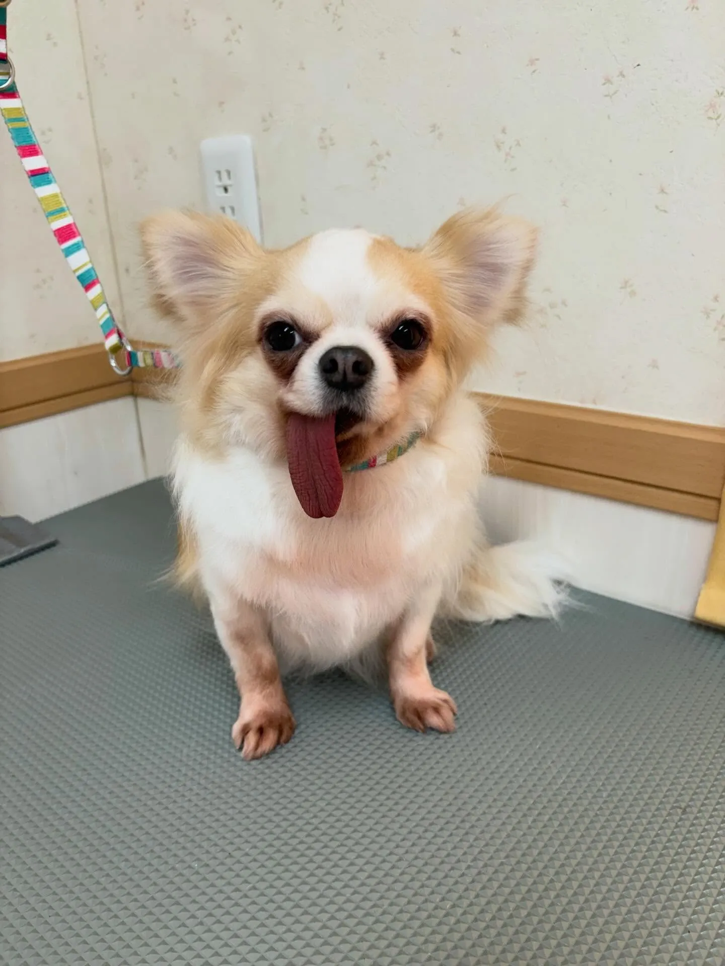 犬のトリミング✂️