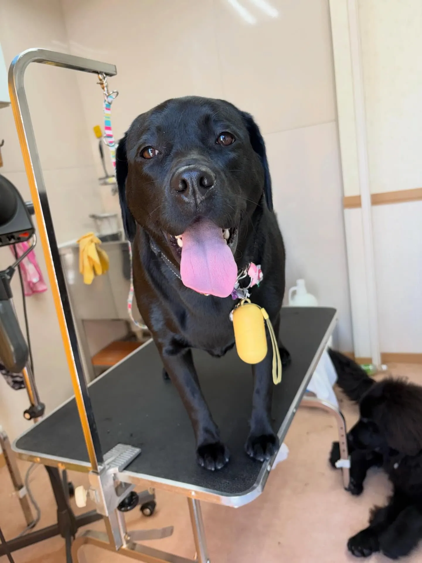 犬のシャンプー🫧