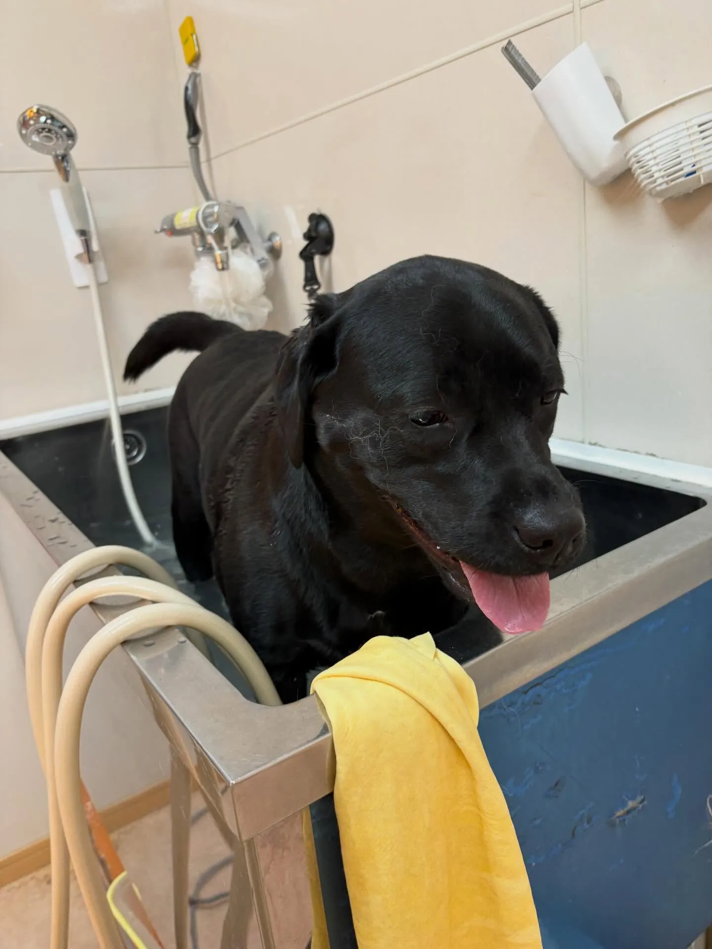 犬のシャンプー🫧